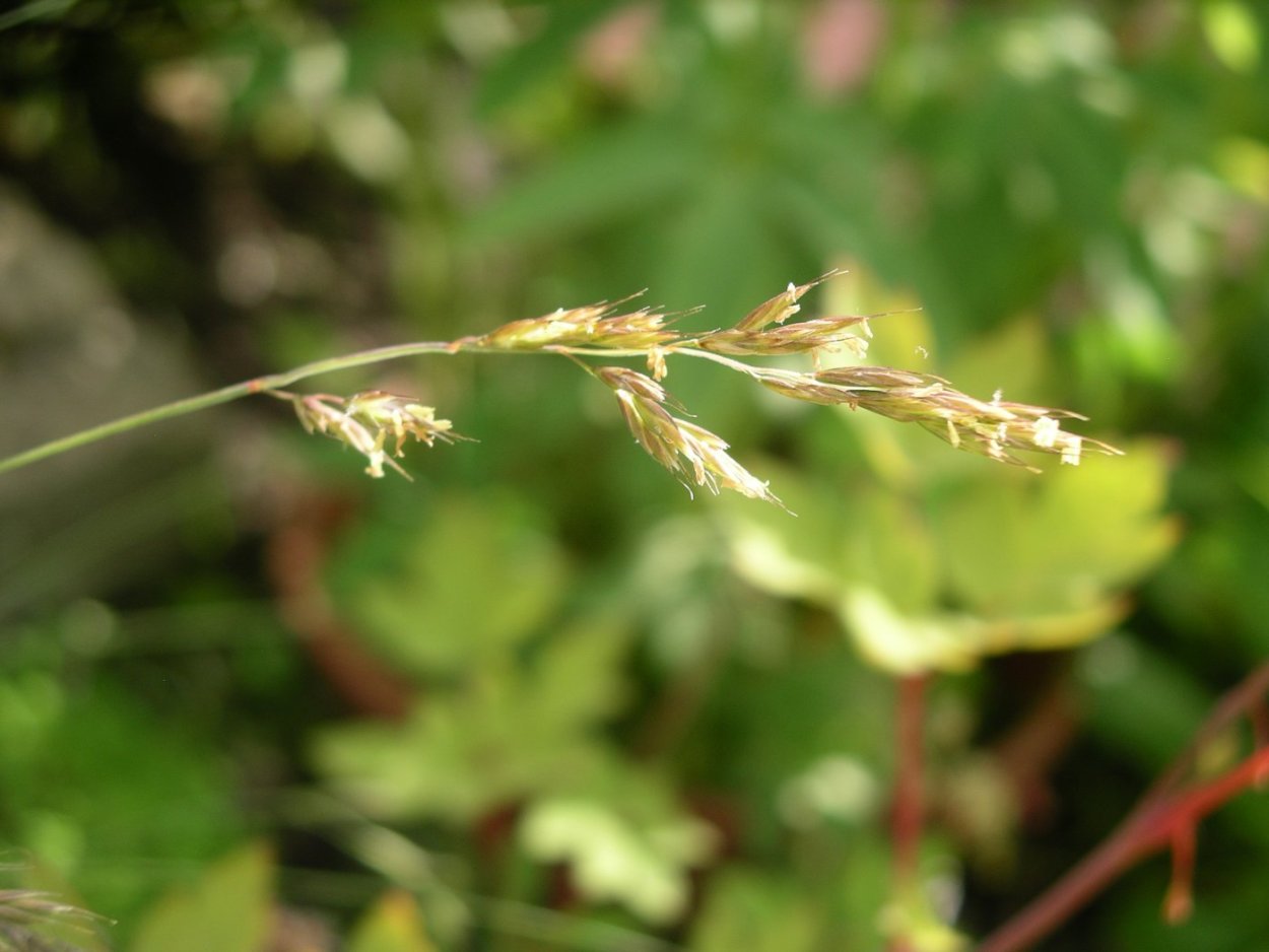 Овсяница цветение