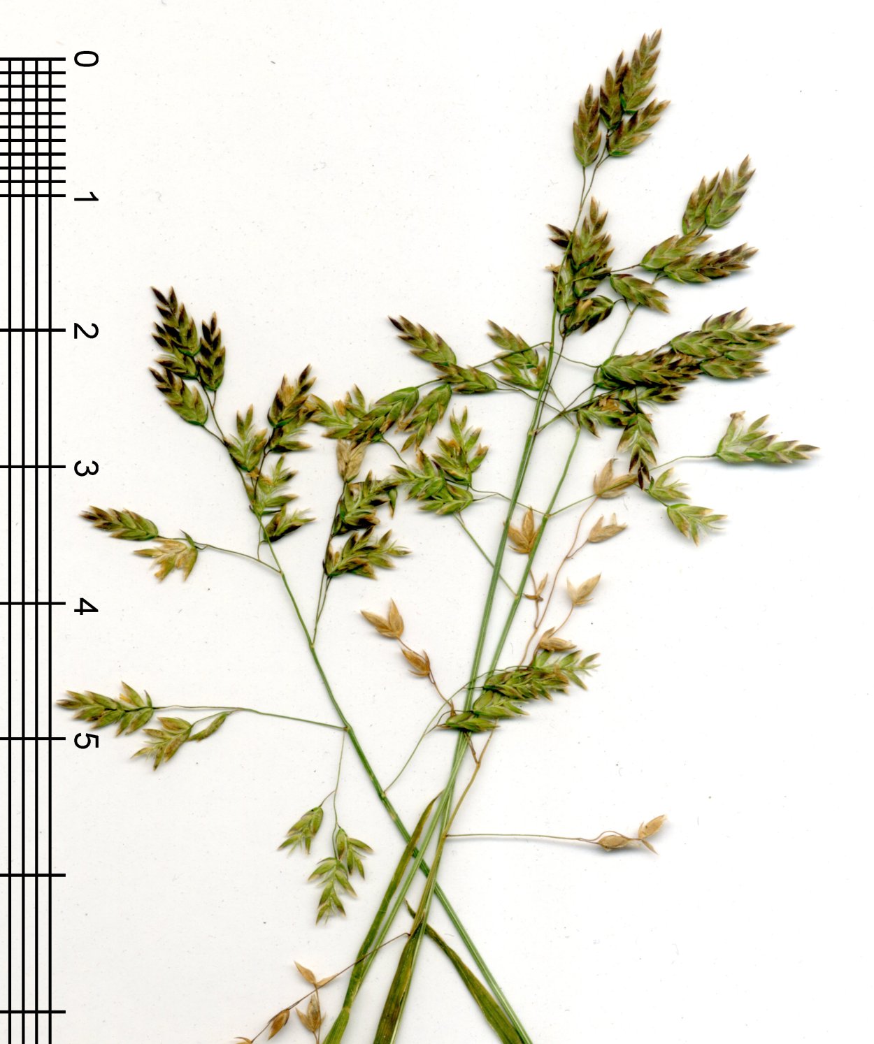 Мятлик гребнникоподобный