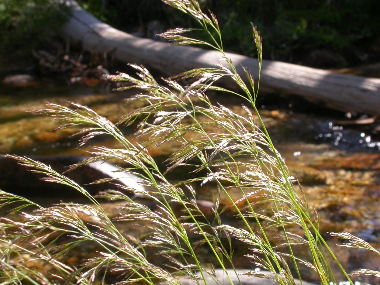 Мятлик гребнникоподобный