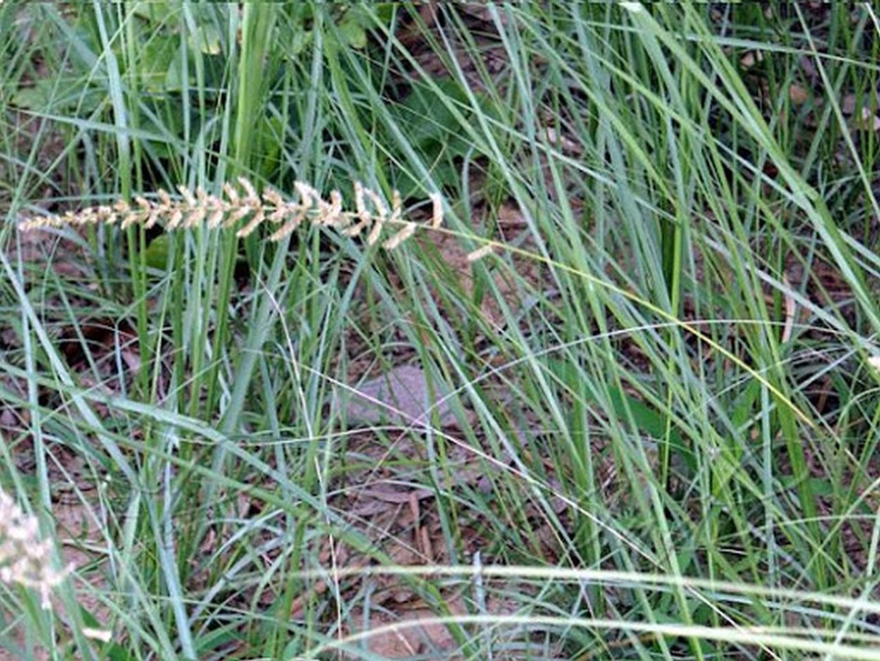 Мятлик гребнникоподобный