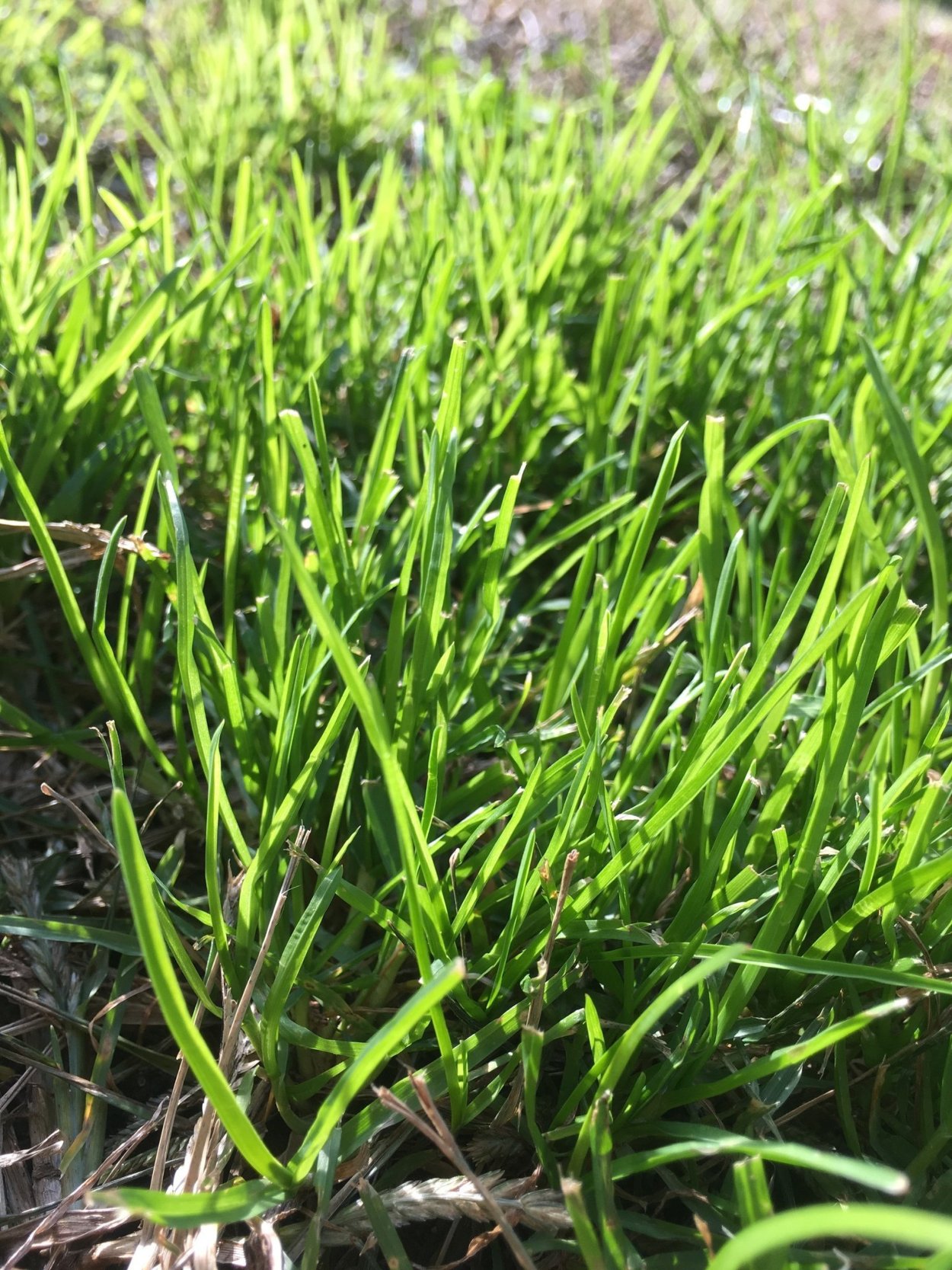 Мятлик Луговой для газона