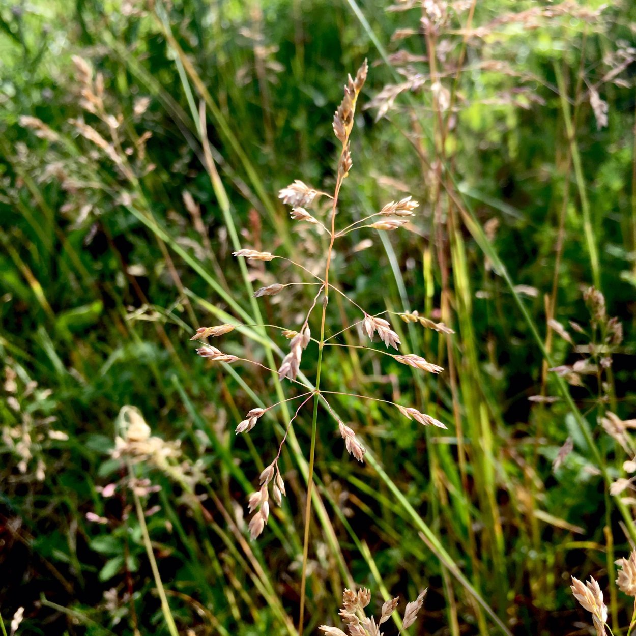 Мятлик Луговой (POA praténsis)