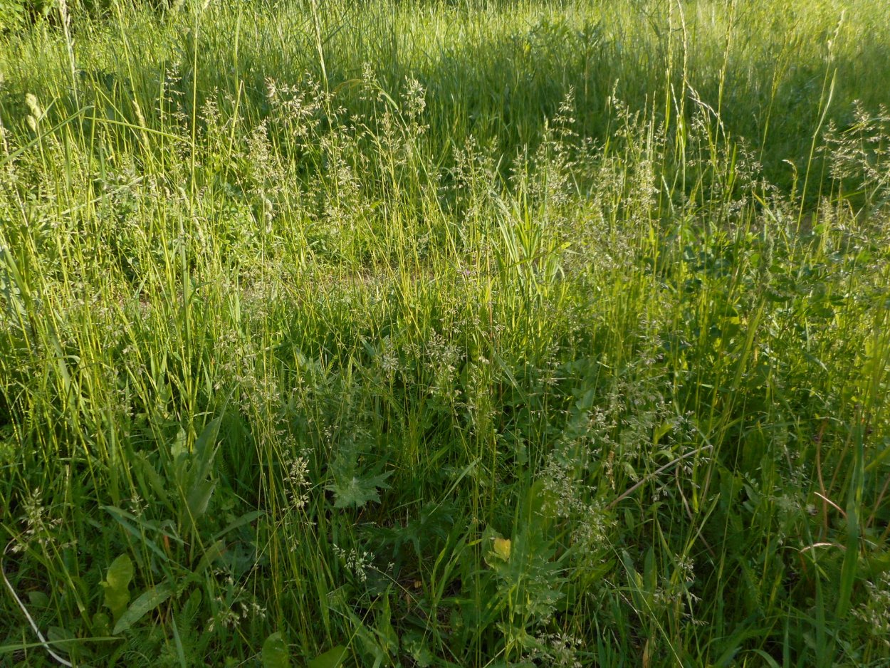 Мятлик обыкновенный