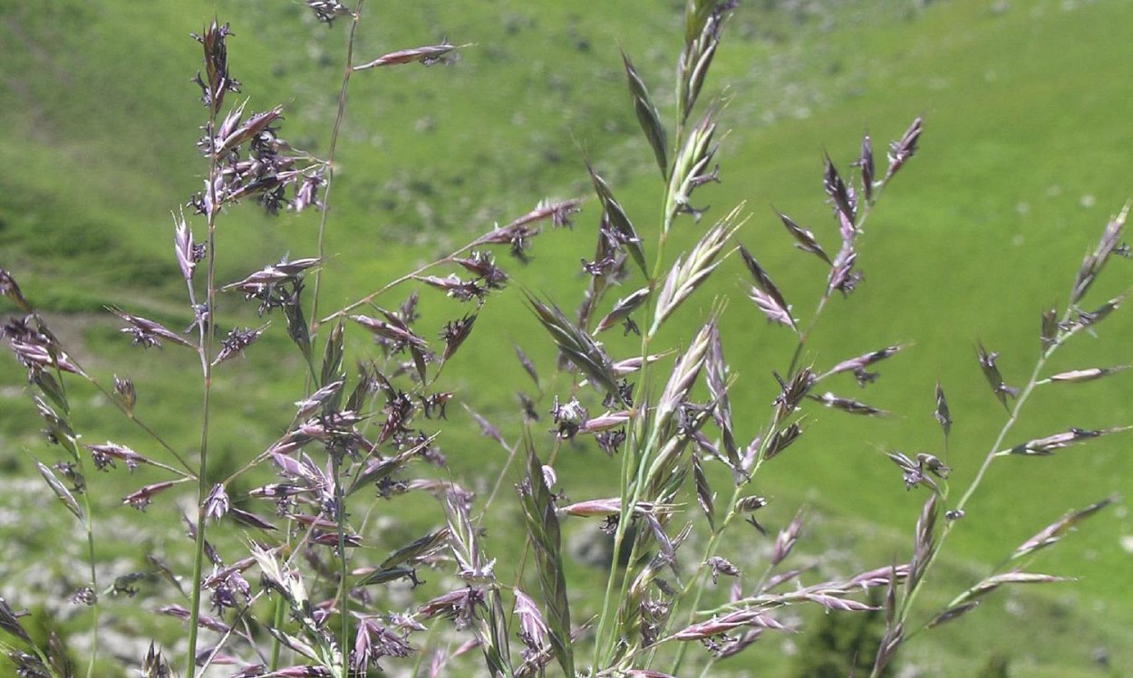 Овсяница Луговая семена