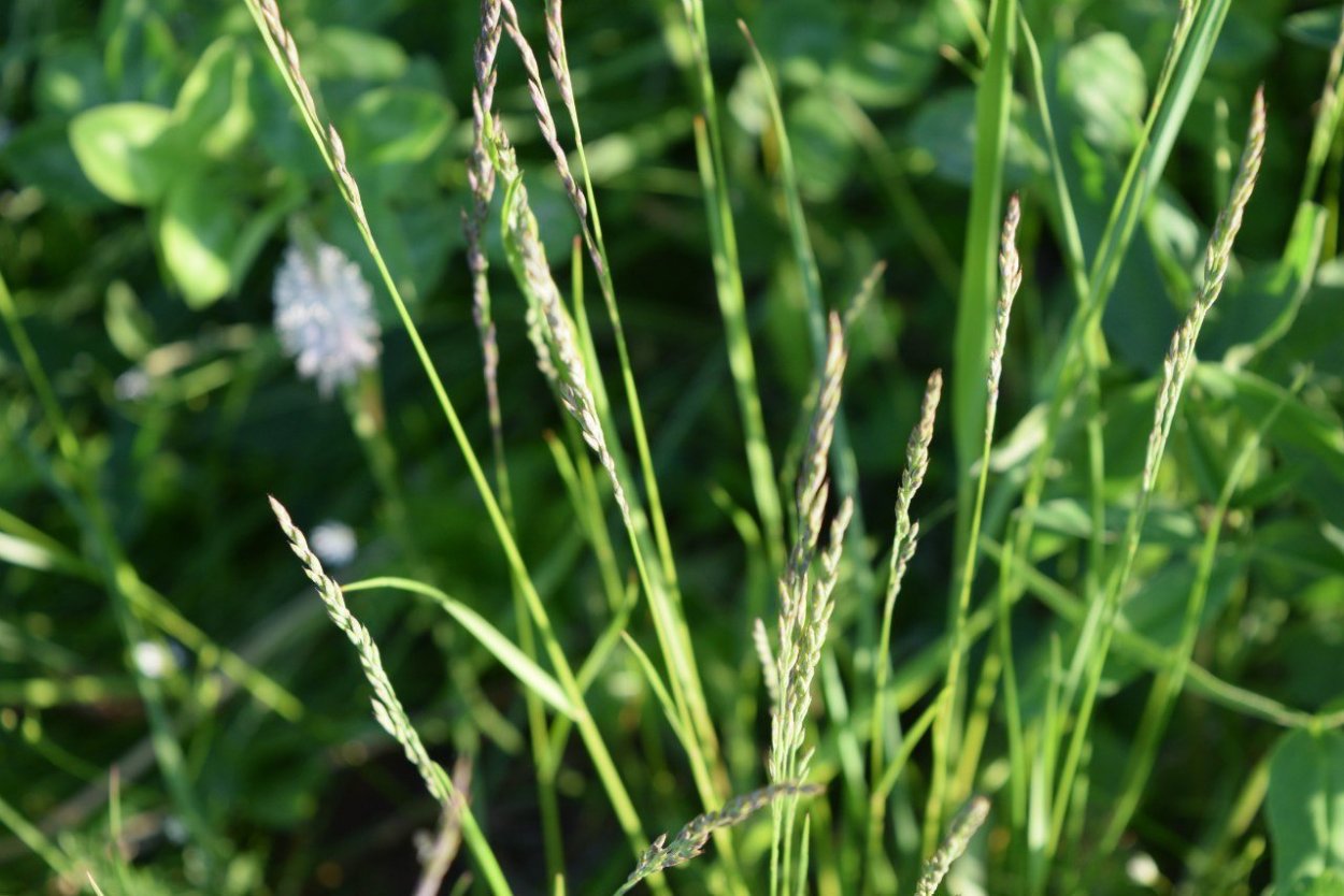 Мятлик Луговой Блюграсс