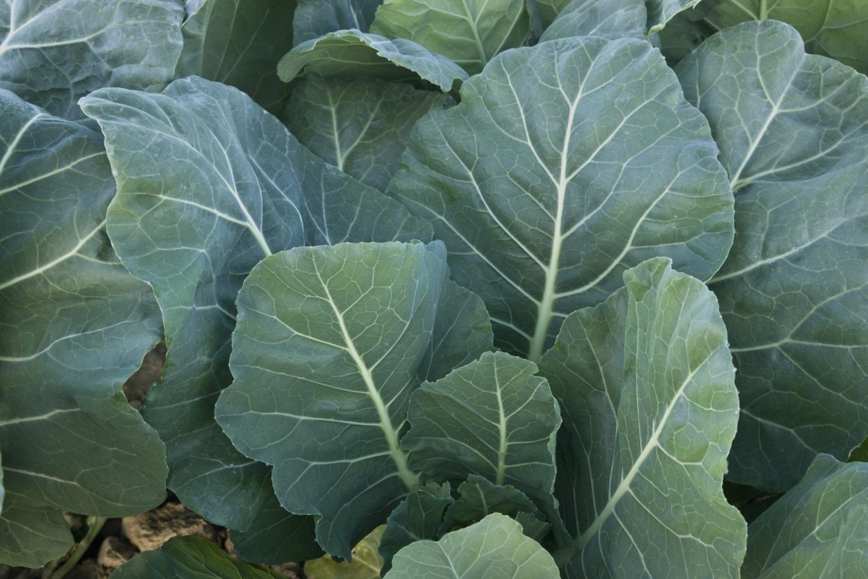 Коллард капуста