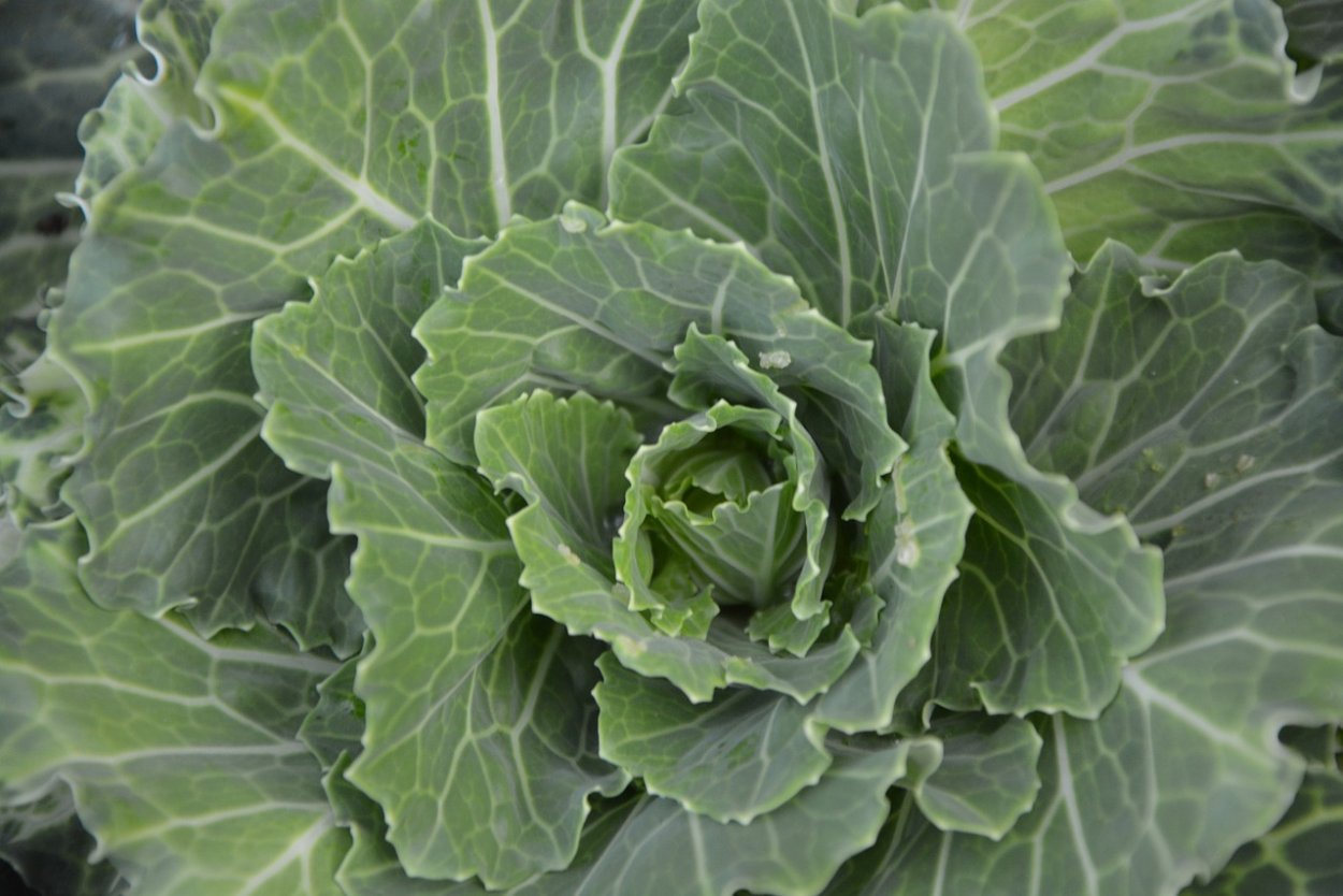 Кара Лахана капуста