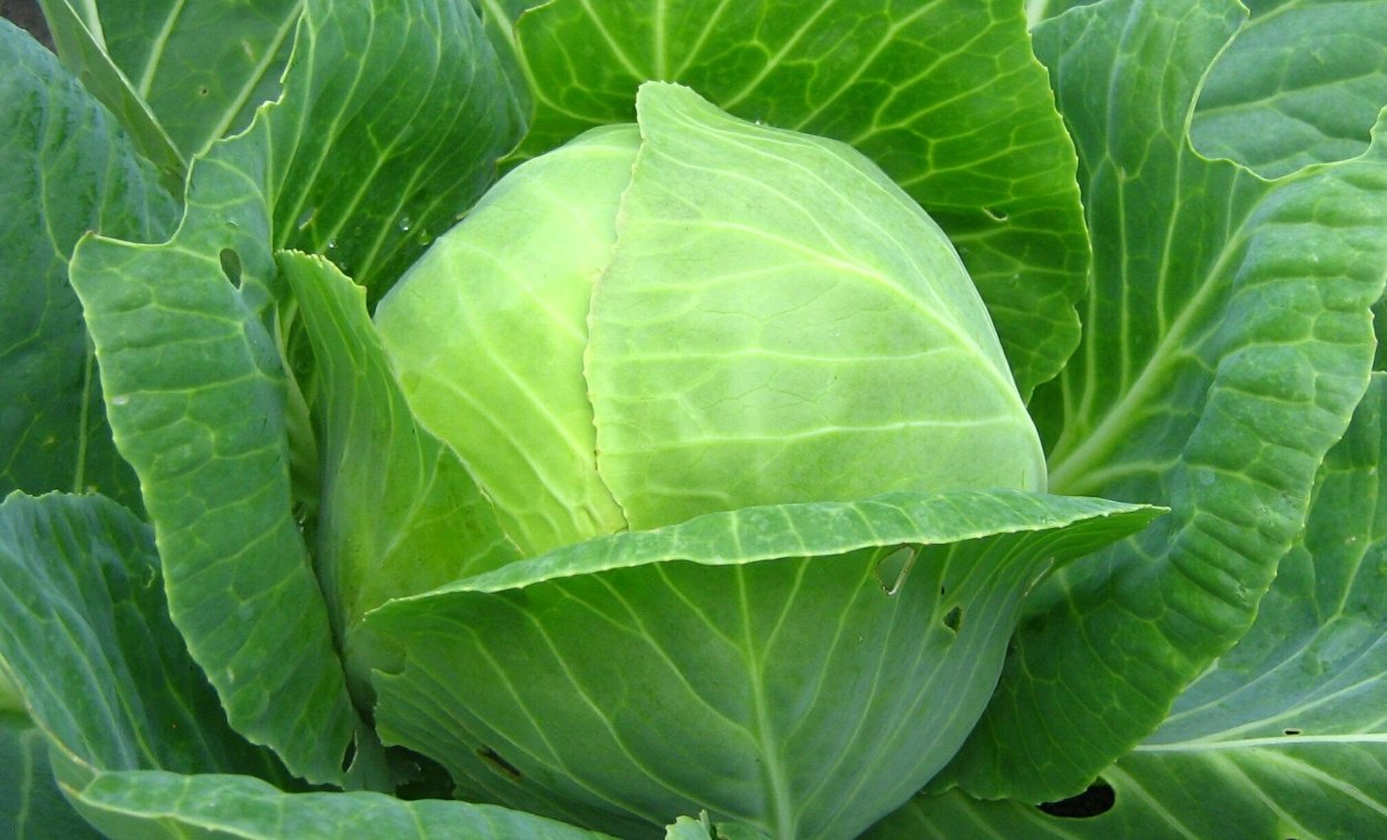 Капуста белокочанная безразмерная