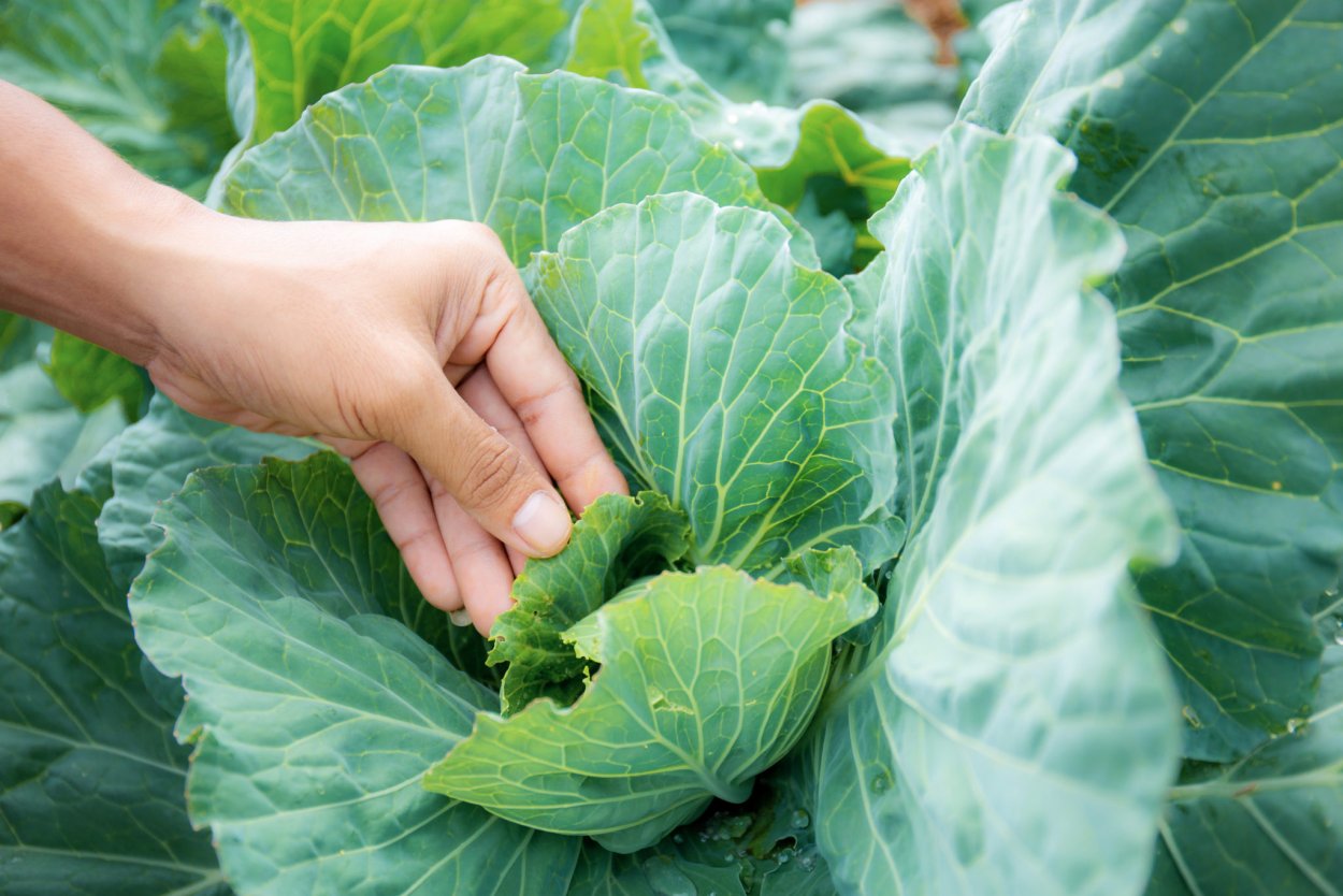 Чем подкормить капусту для формирования кочана