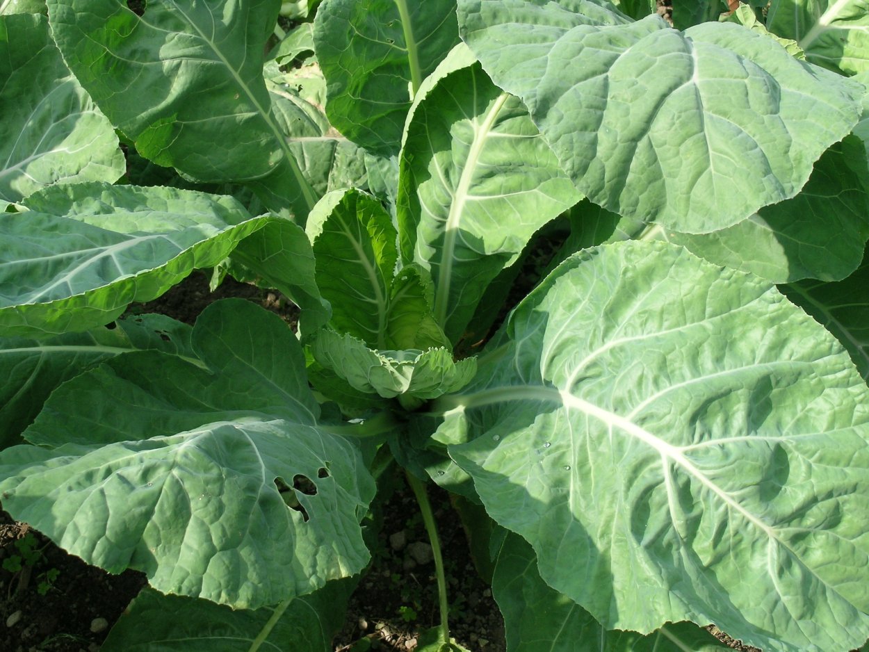 Листья Лахана