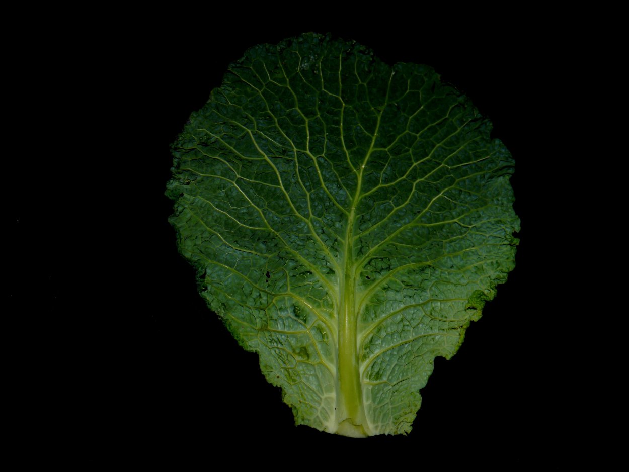 Лист Brassica chinensis