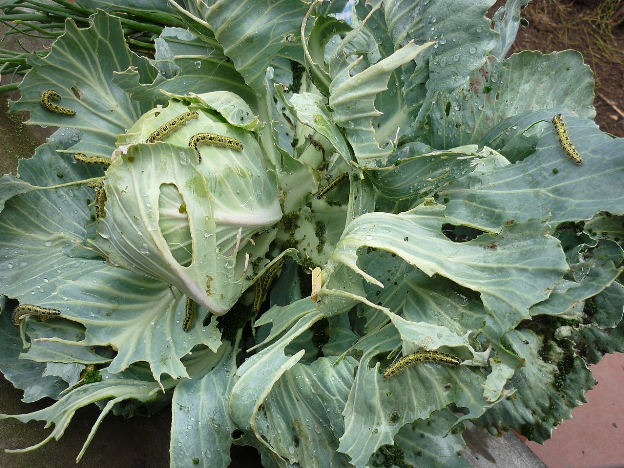 Рапунцель капуста Полевая