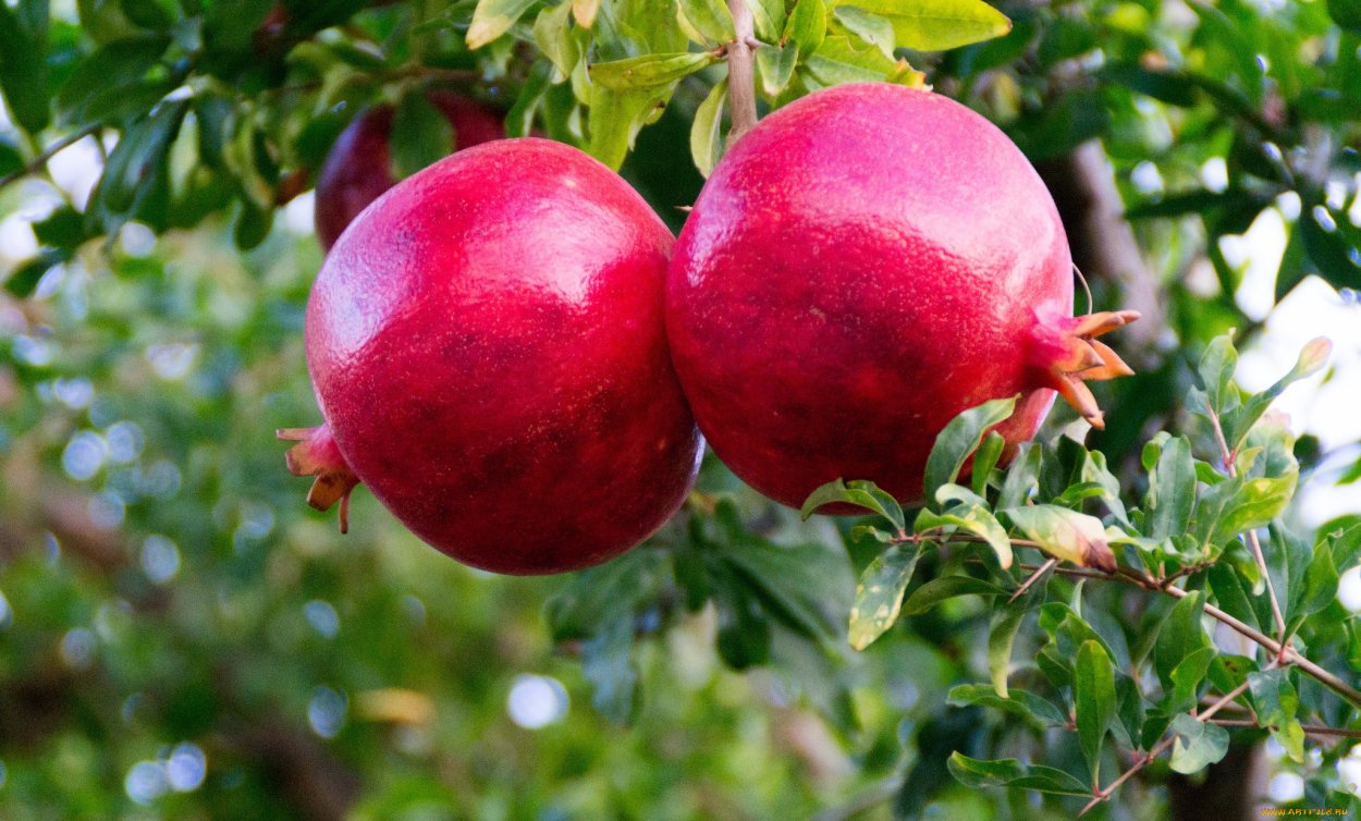 Гранат азиатский