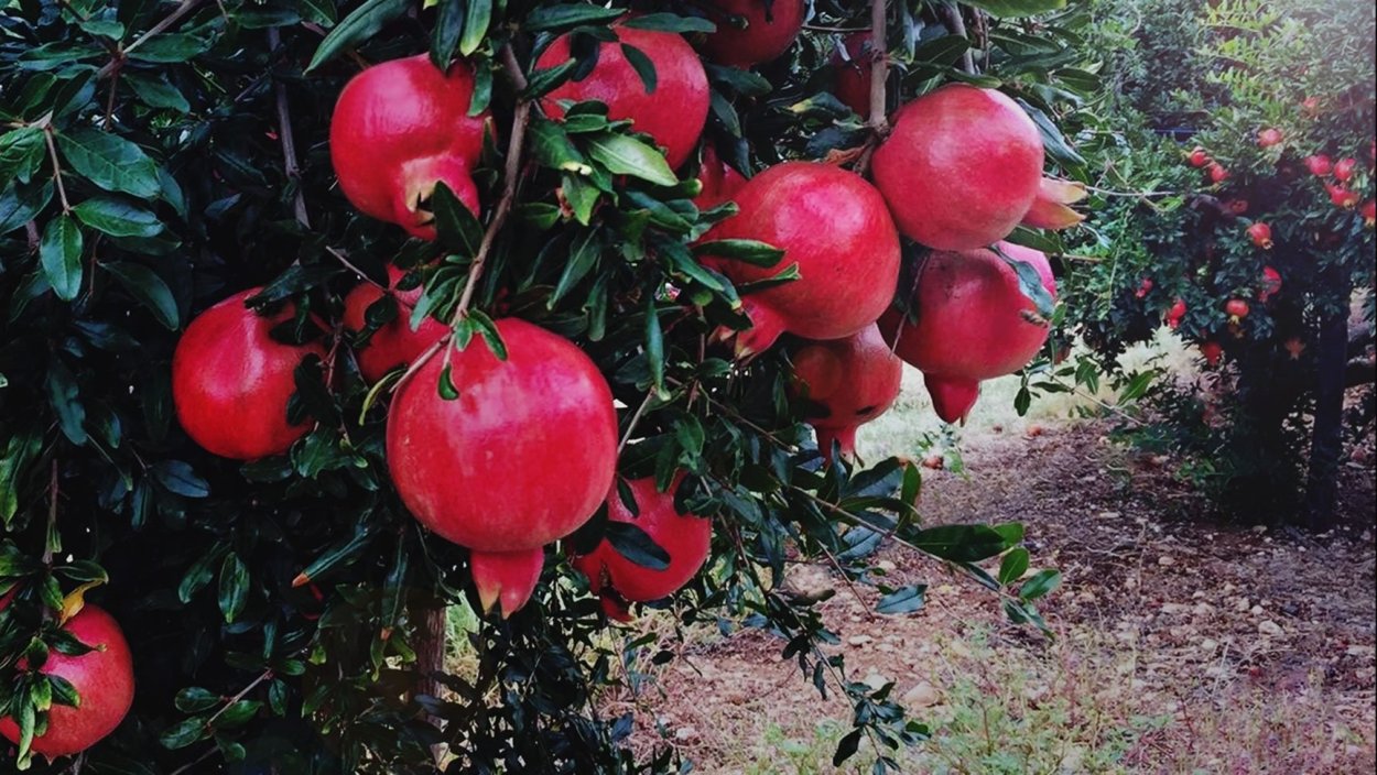 Гранат дерево в Абхазии