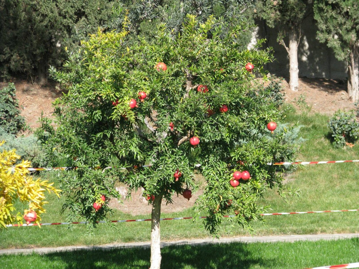 Гранат дерево