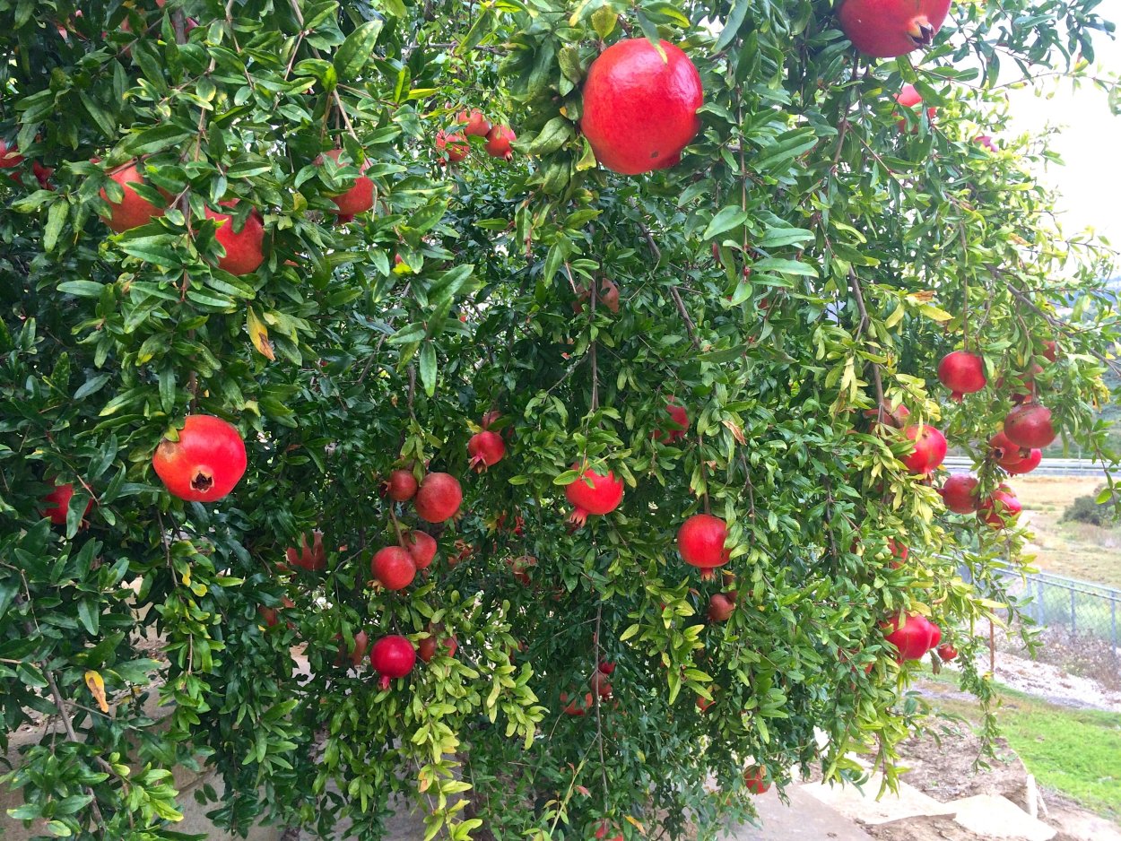 Гранат кустарниковый садовый