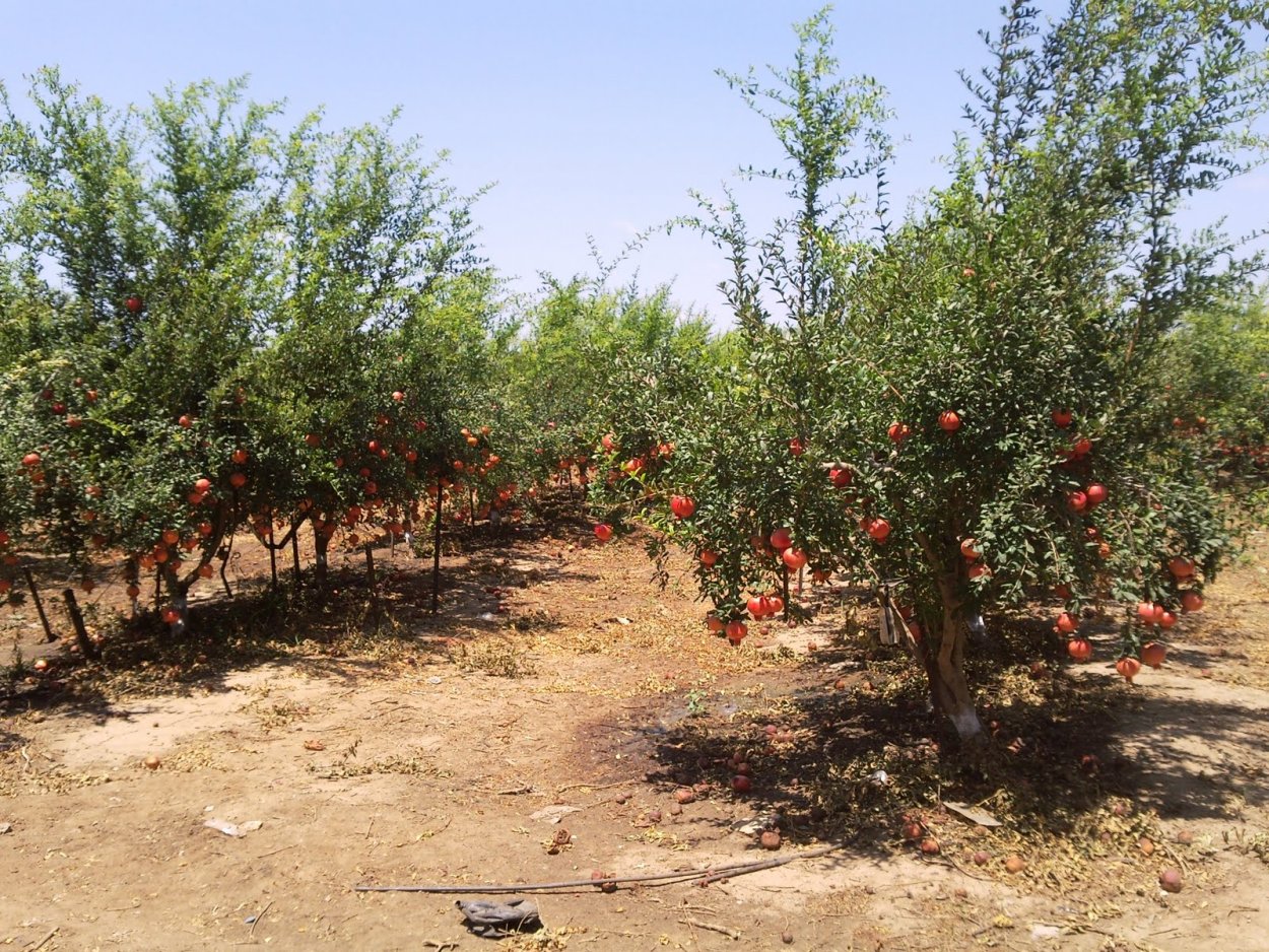 Гранатовый куст Карабах