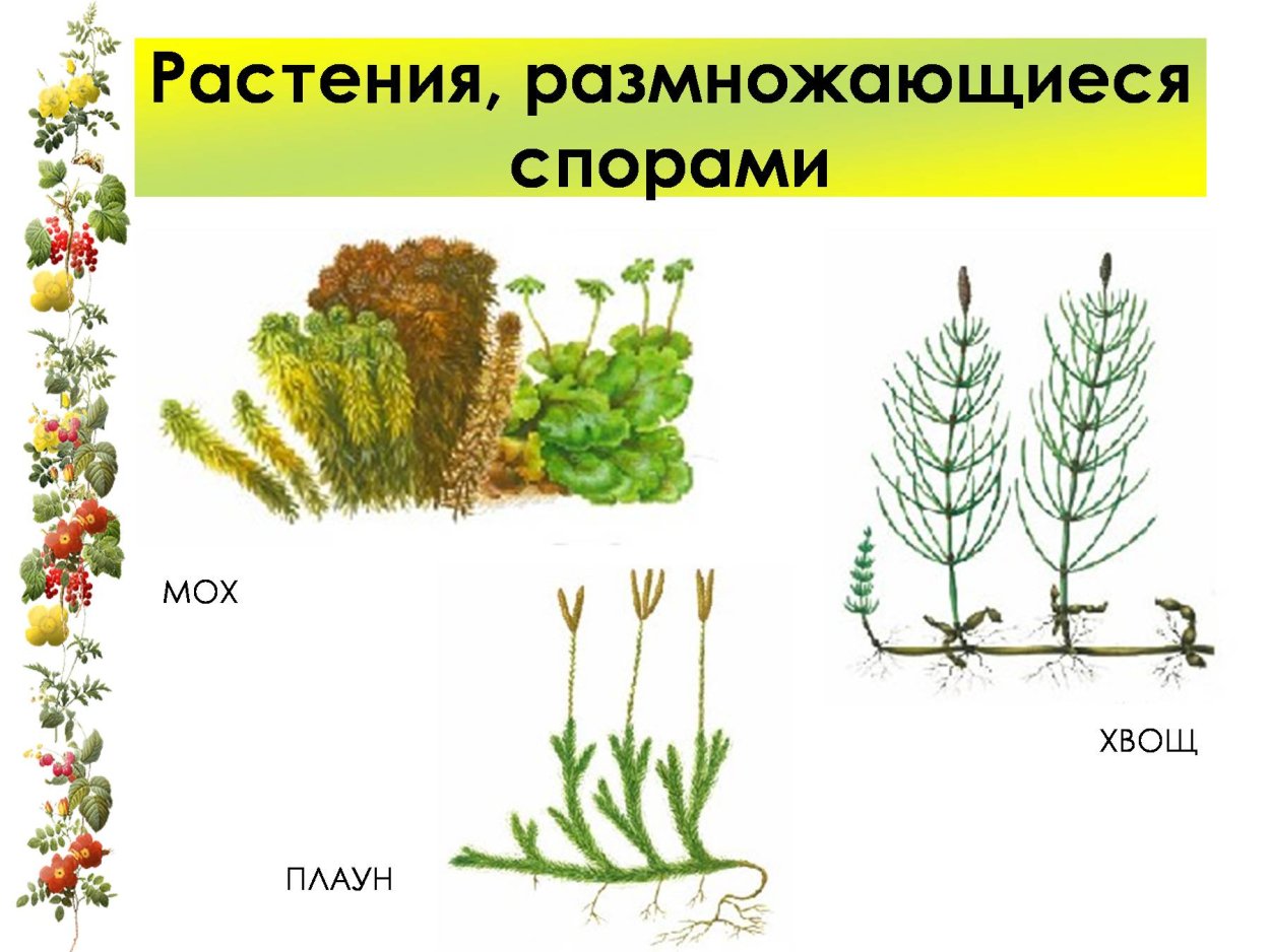 Плауны размножаются спорами