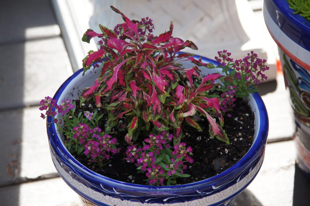 Колеус петуния алиссум