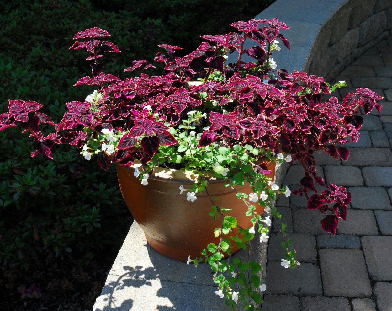 Колеус и петуния и Бакопа