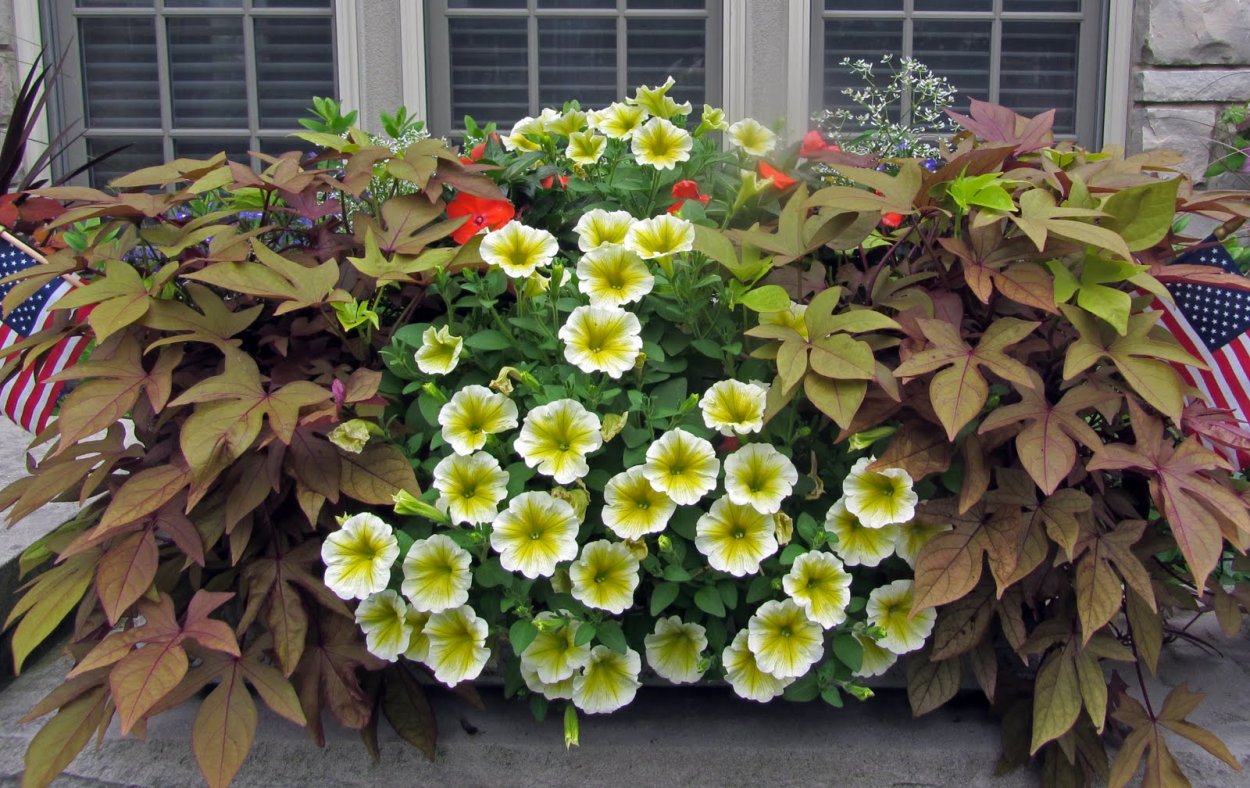 Ипомея батат колеус петуния