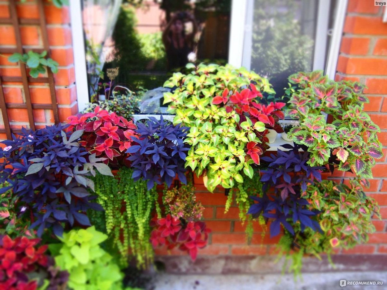 Ипомея батат ампельная