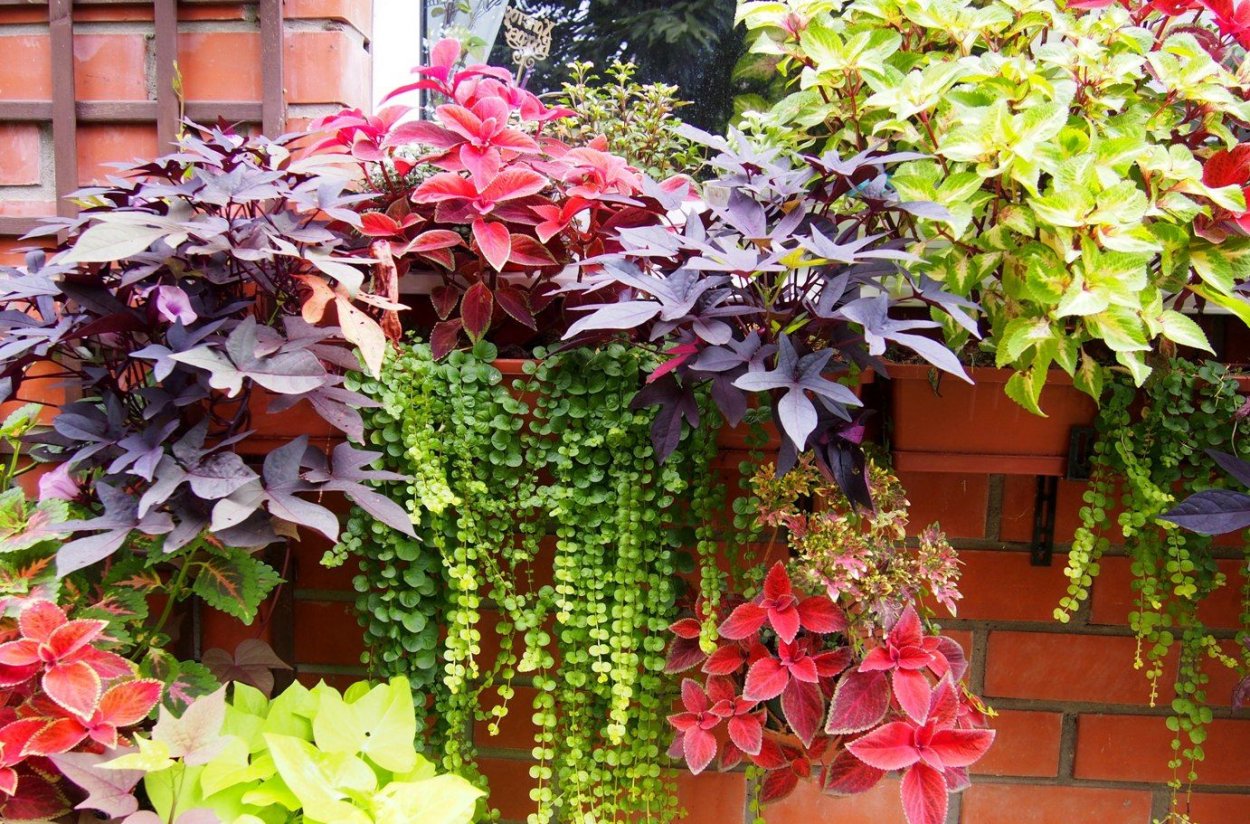 Дихондра ипомея батат