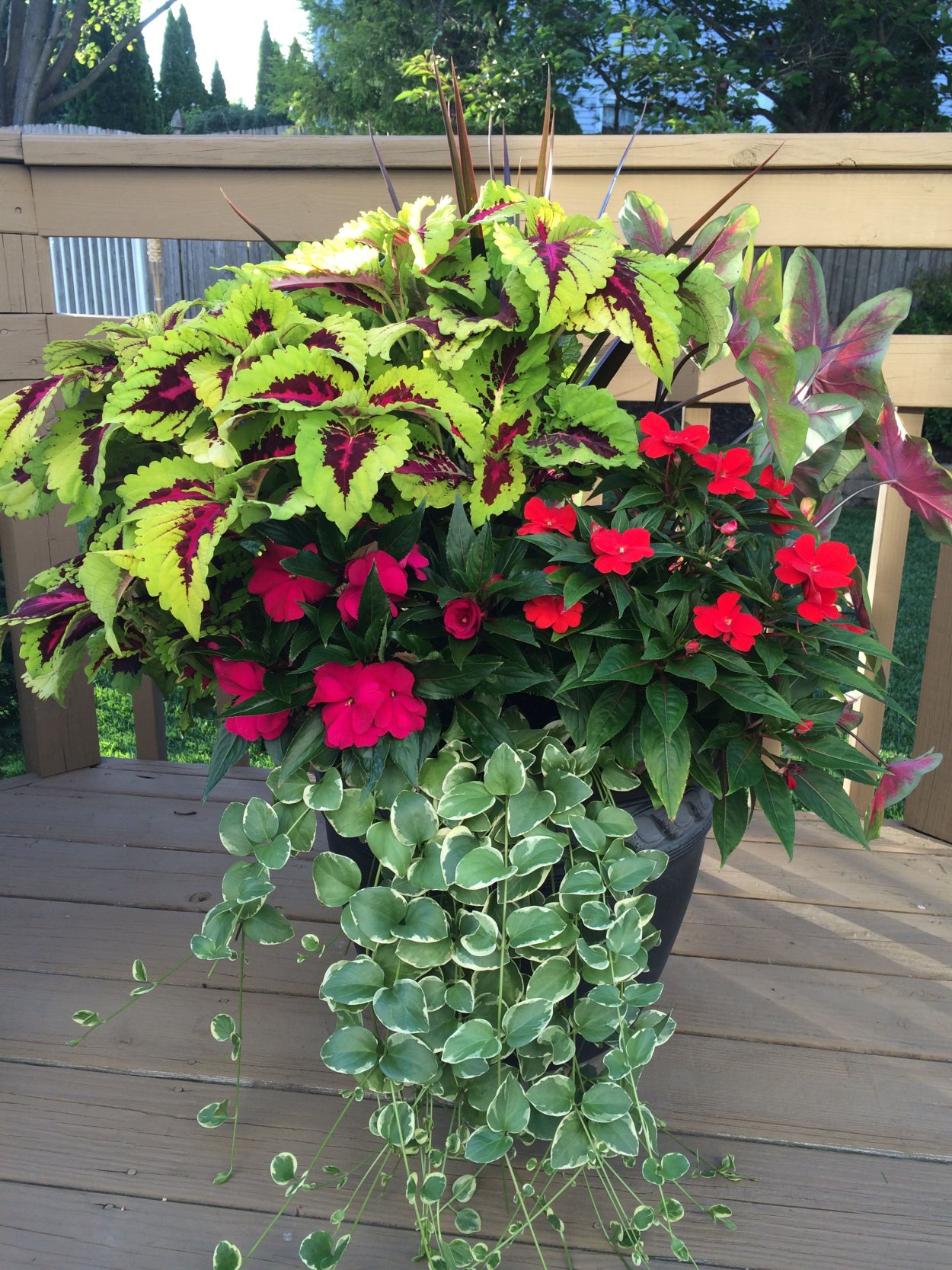 Колеусы и бальзамины