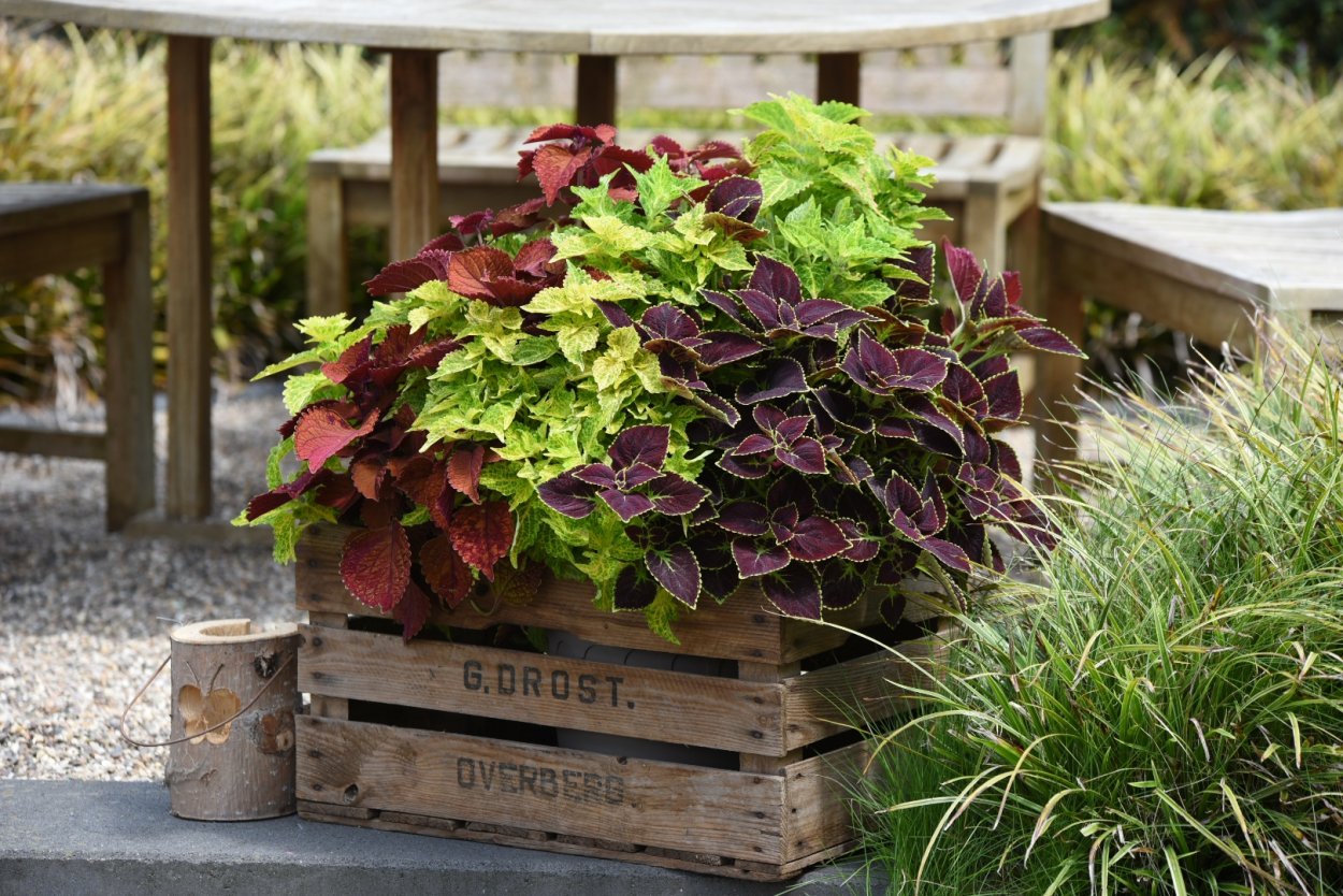 Конфетти Гарден Confetti Garden main Street Trafalgar Square