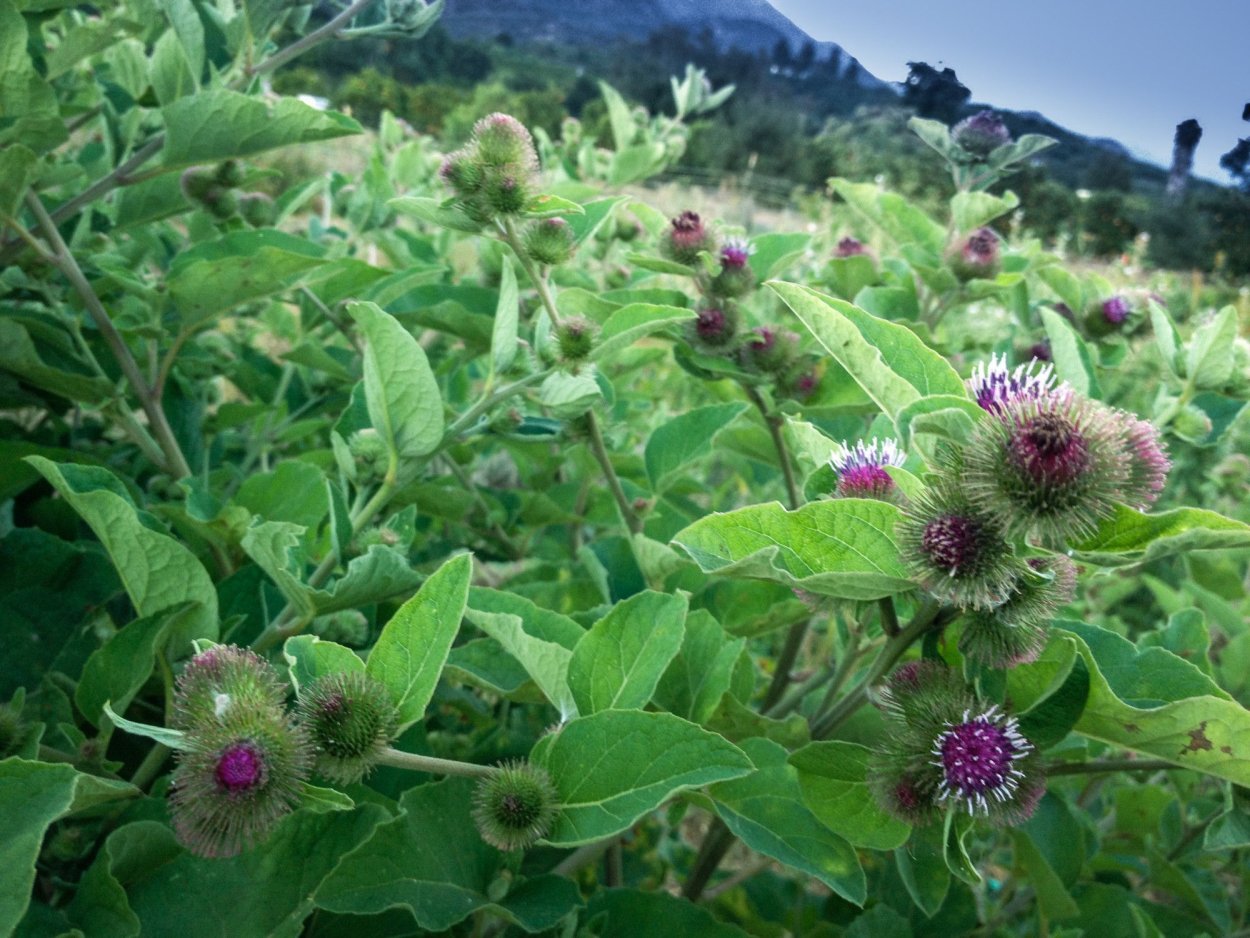 Репейник (Burdock)
