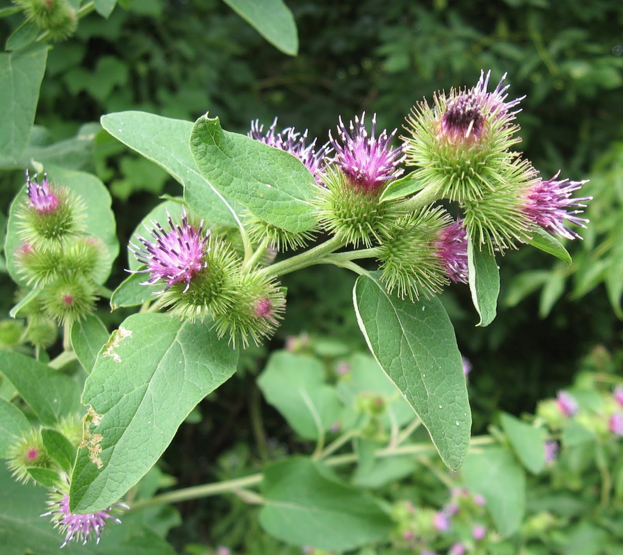 Лопух Дубравный