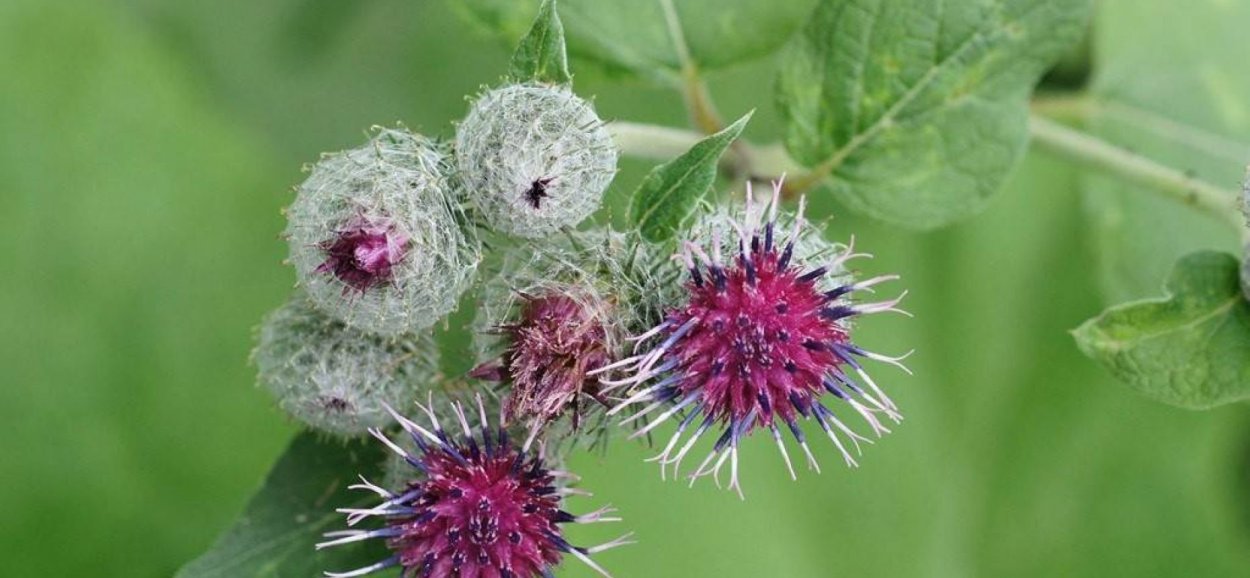 Лопух паутинистый Arctium tomentosum