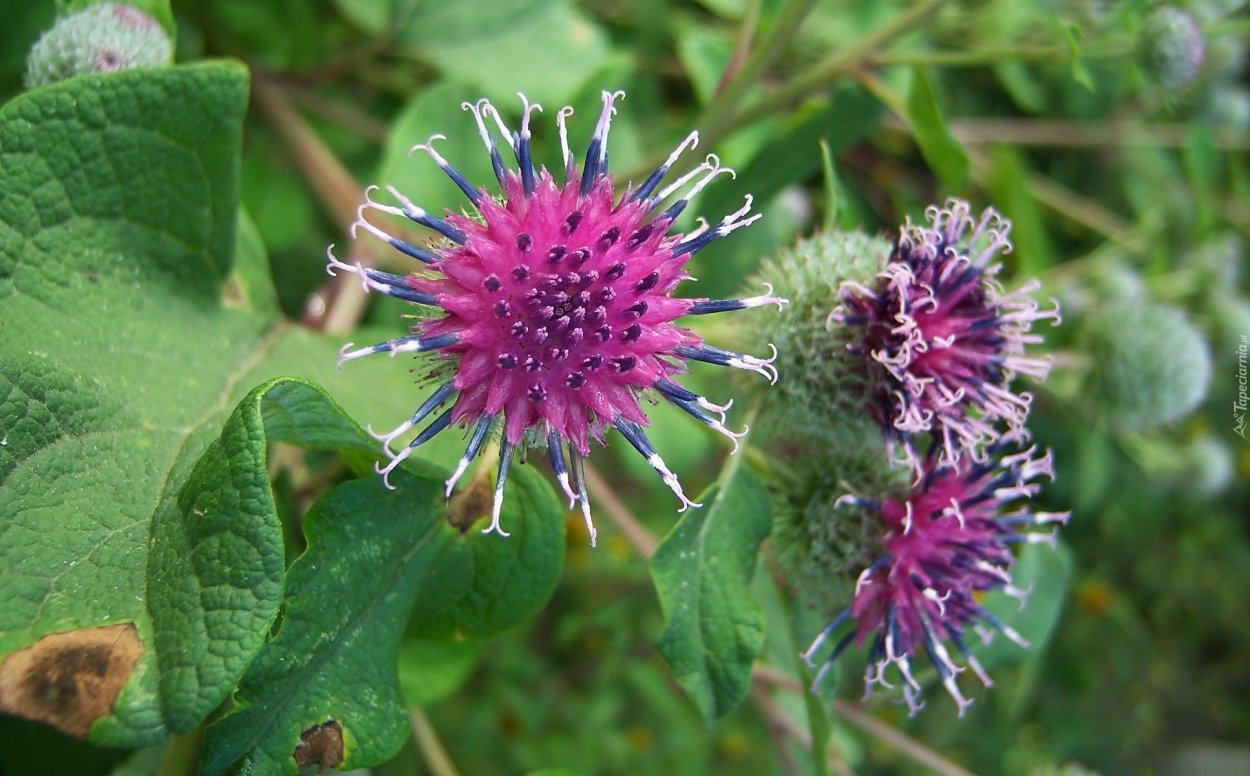 Чертополох репейник лопух