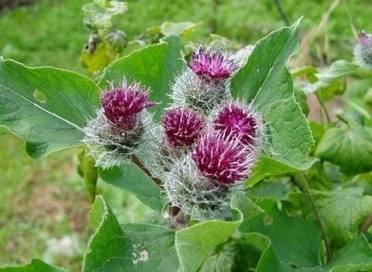 Лопух сорт Самурай