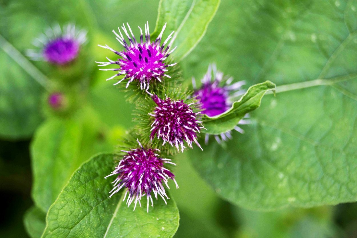 Лопух малый (Arctium Minus)