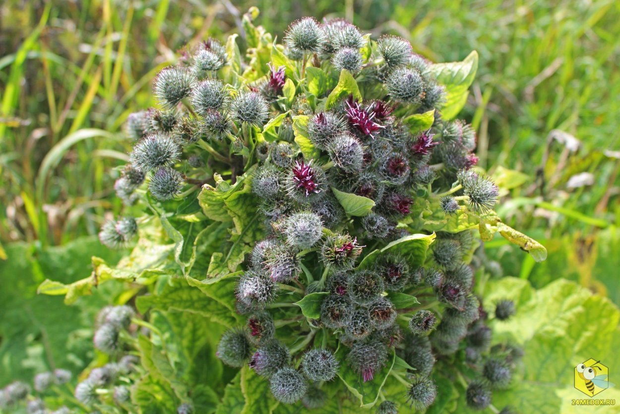 Репейник обыкновенный лопух