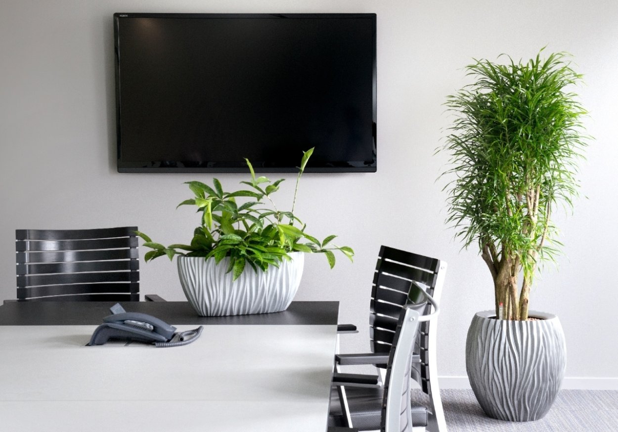 Живой бамбук в интерьере