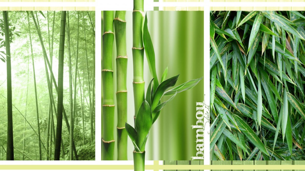 Бамбук для стен Леруа Мерлен