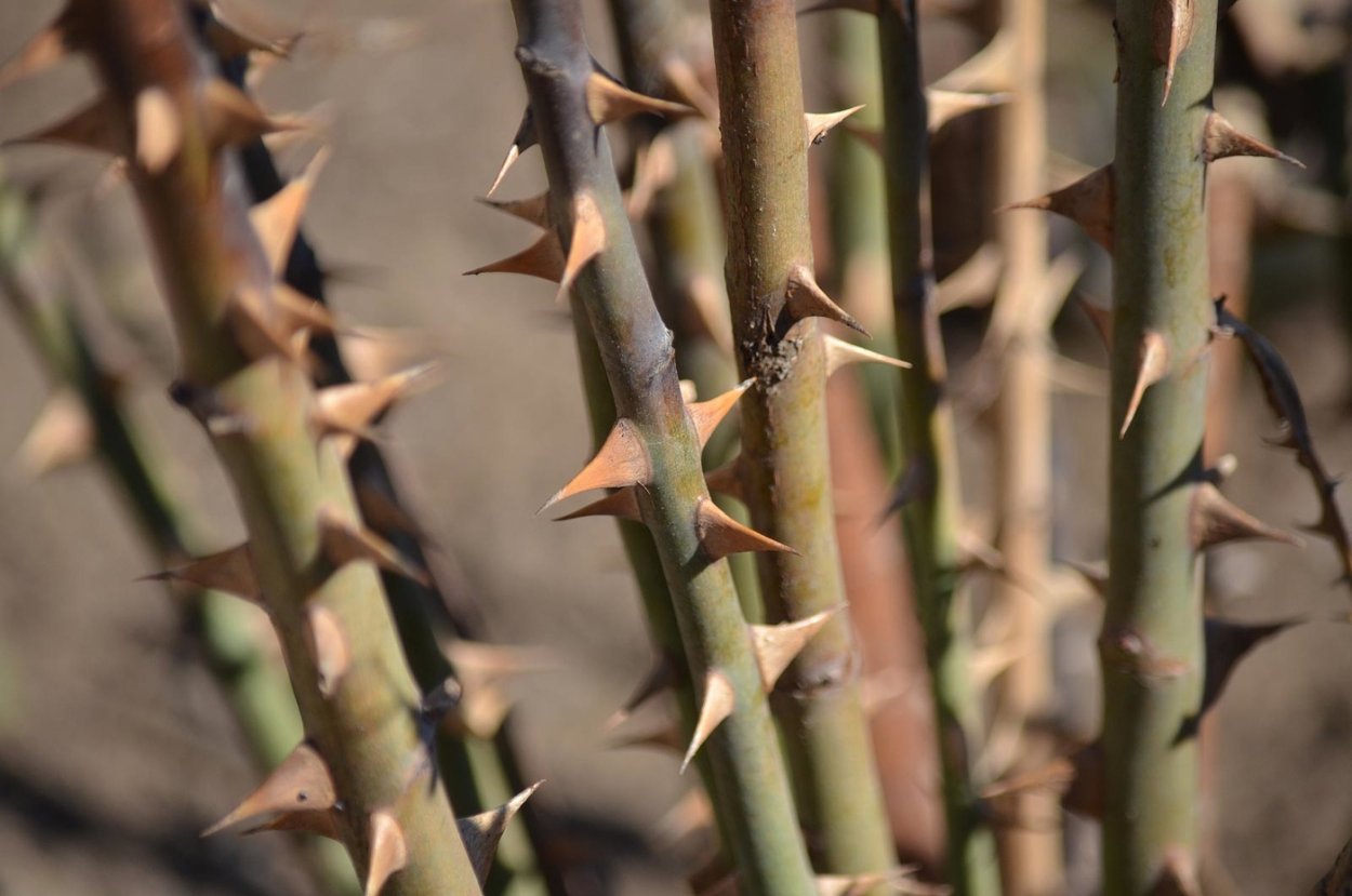 Шипастые лозы