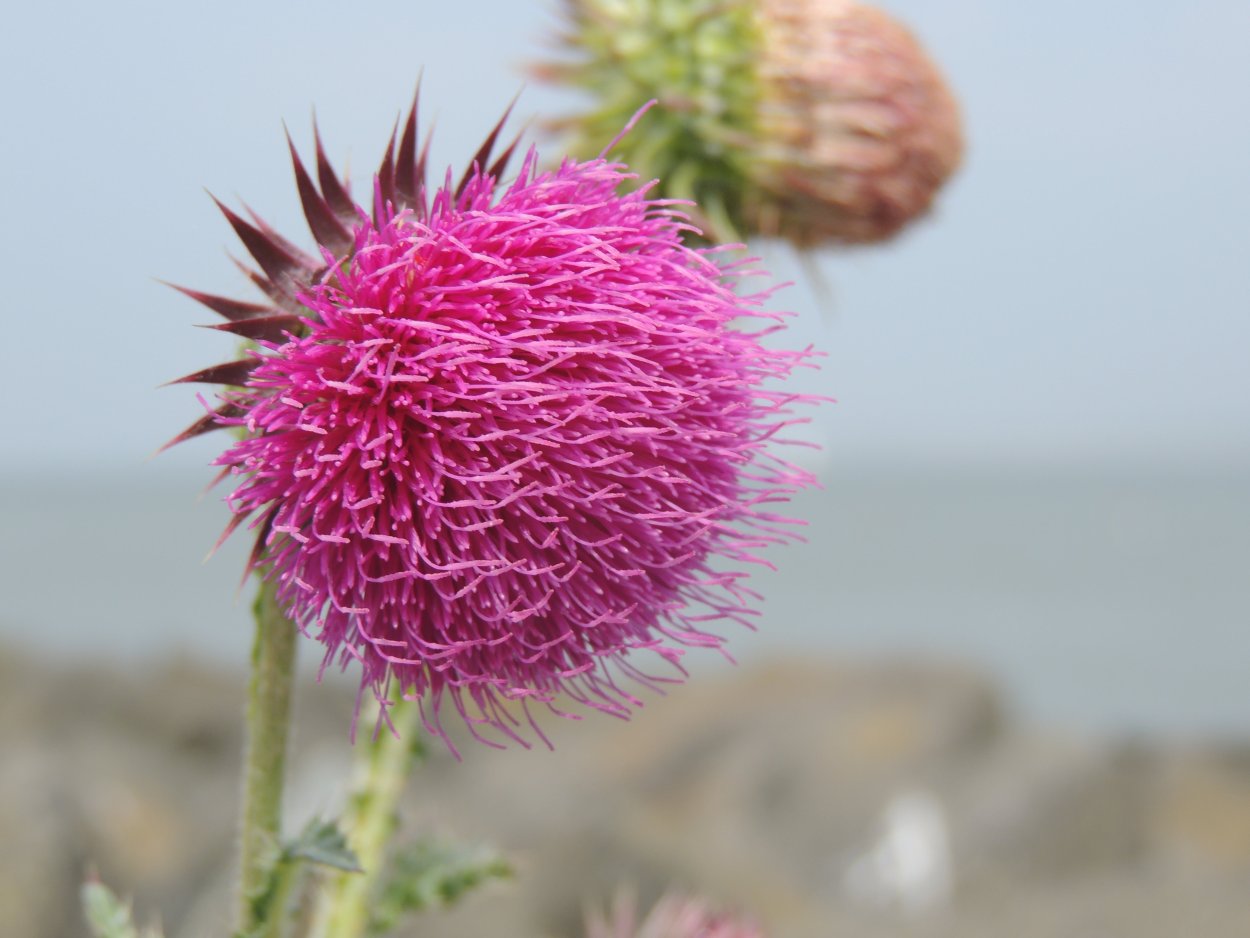 Розовый чертополох