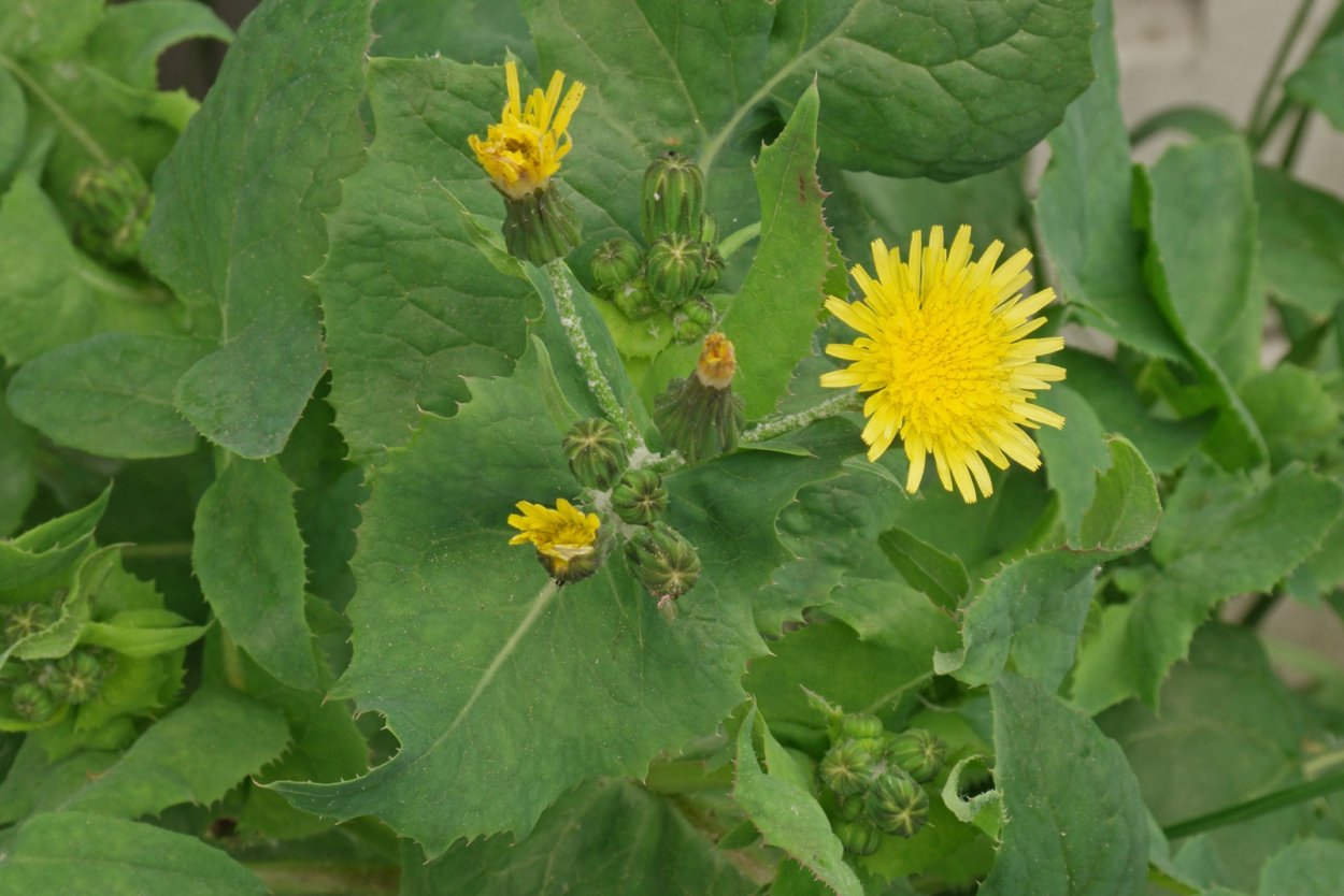 Осот огородный (Sonchus oleraceus l.)