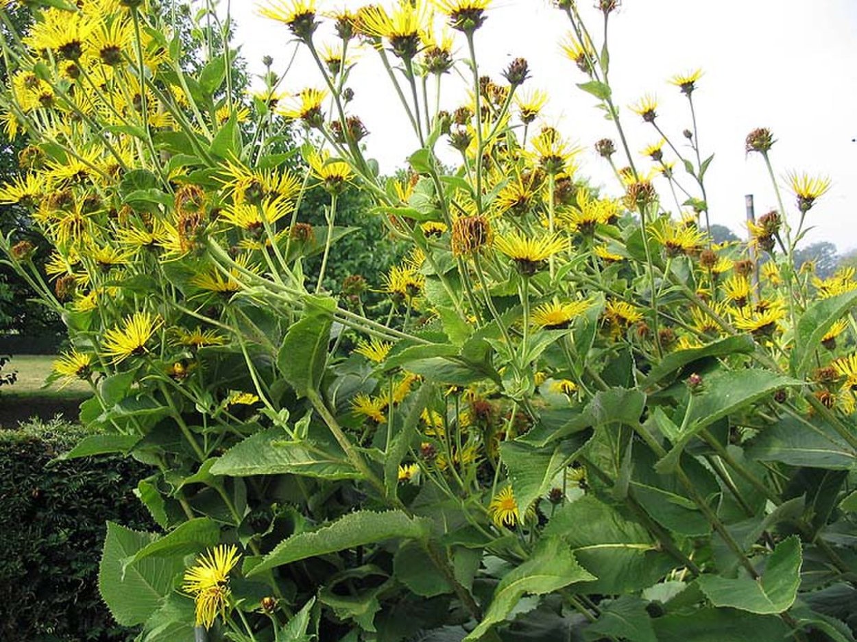 Inula racemosa