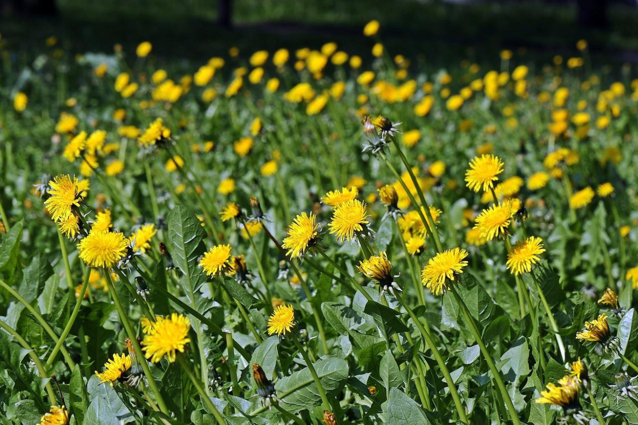 Осот желтый полевой