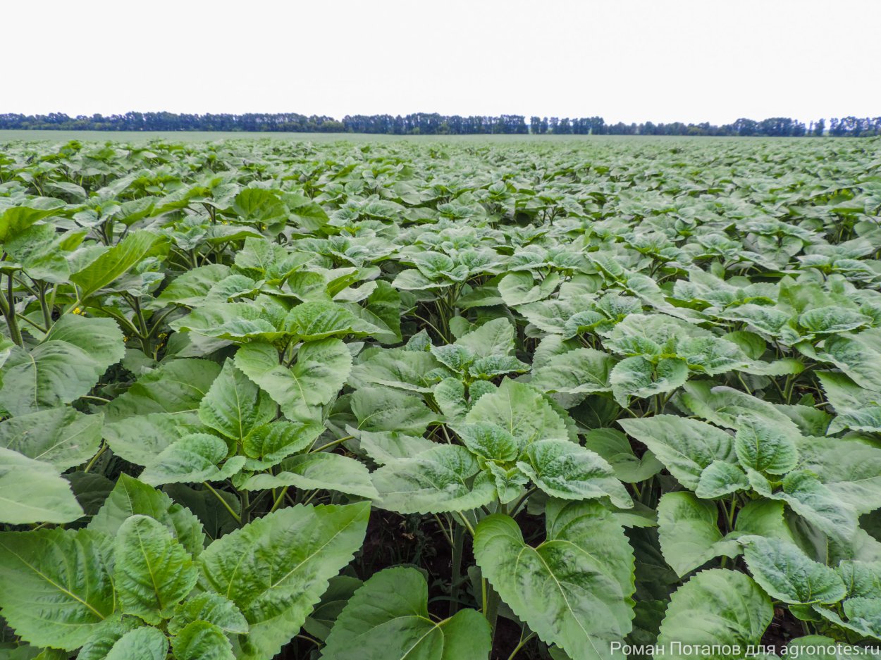 Сорняки подсолнечника