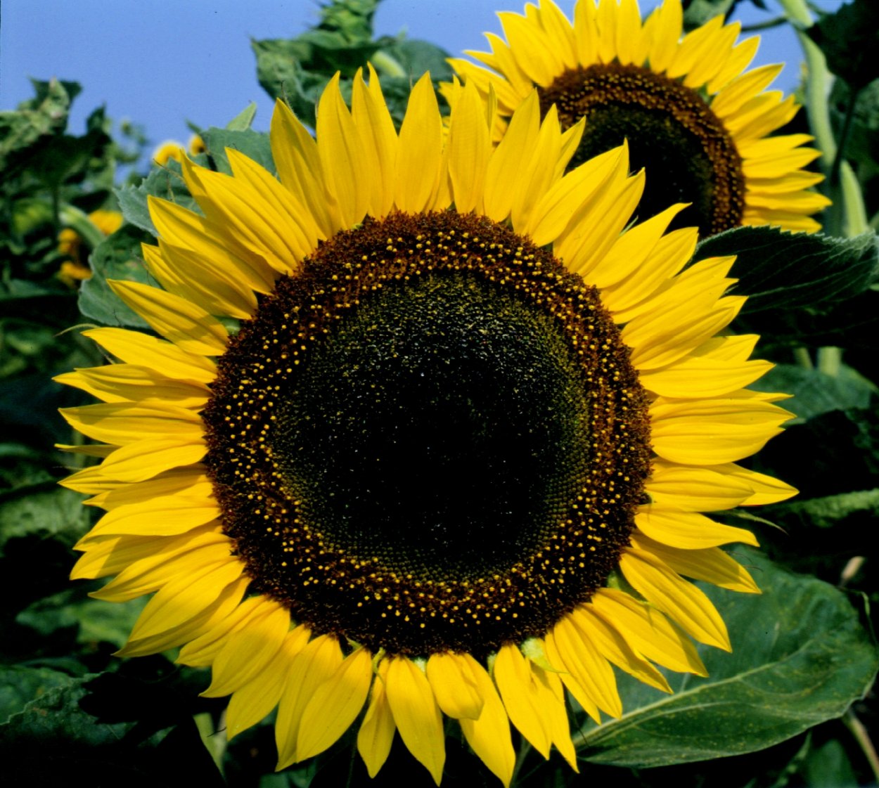 Гелиантус Сан Кинг