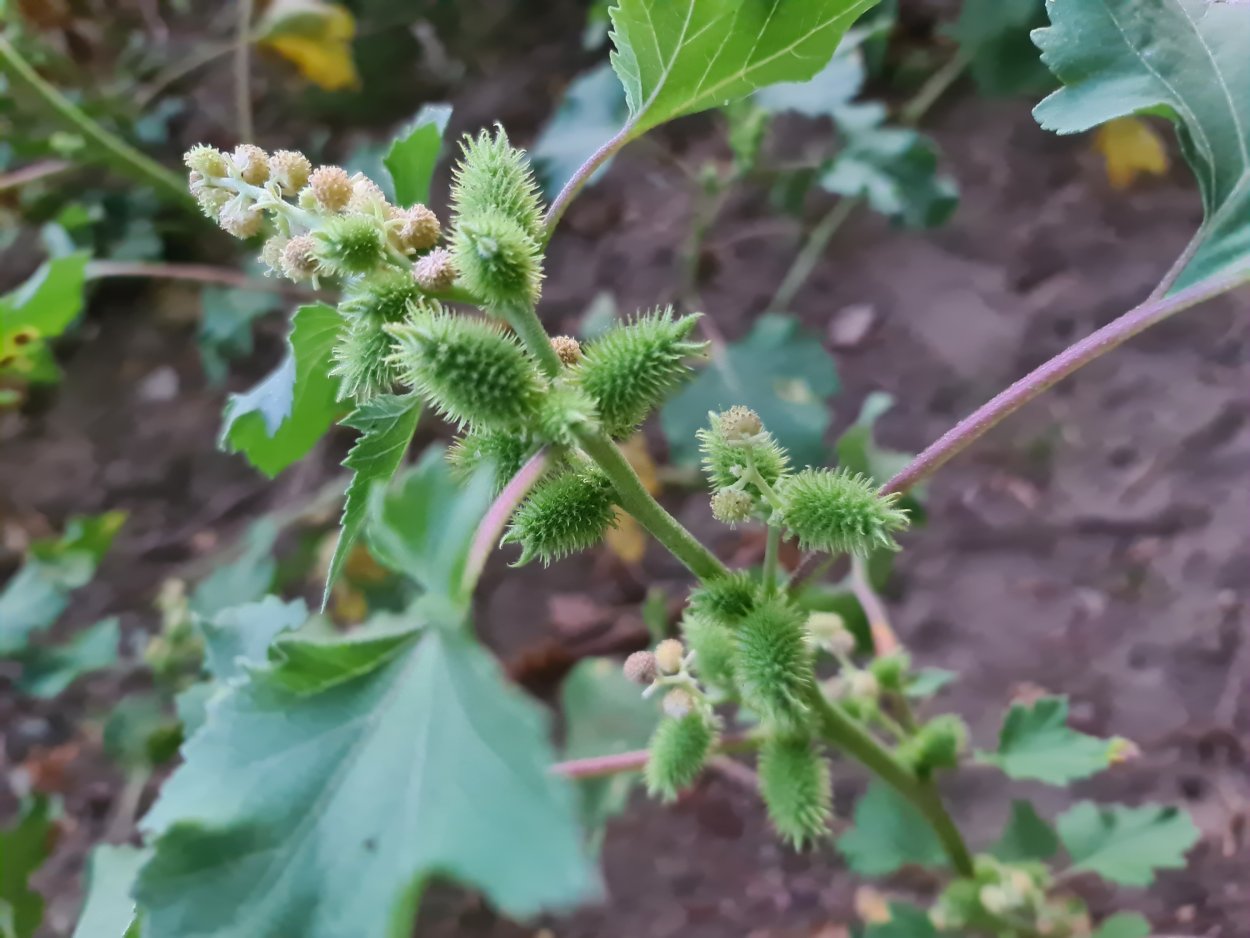 Сорная трава Арбузник