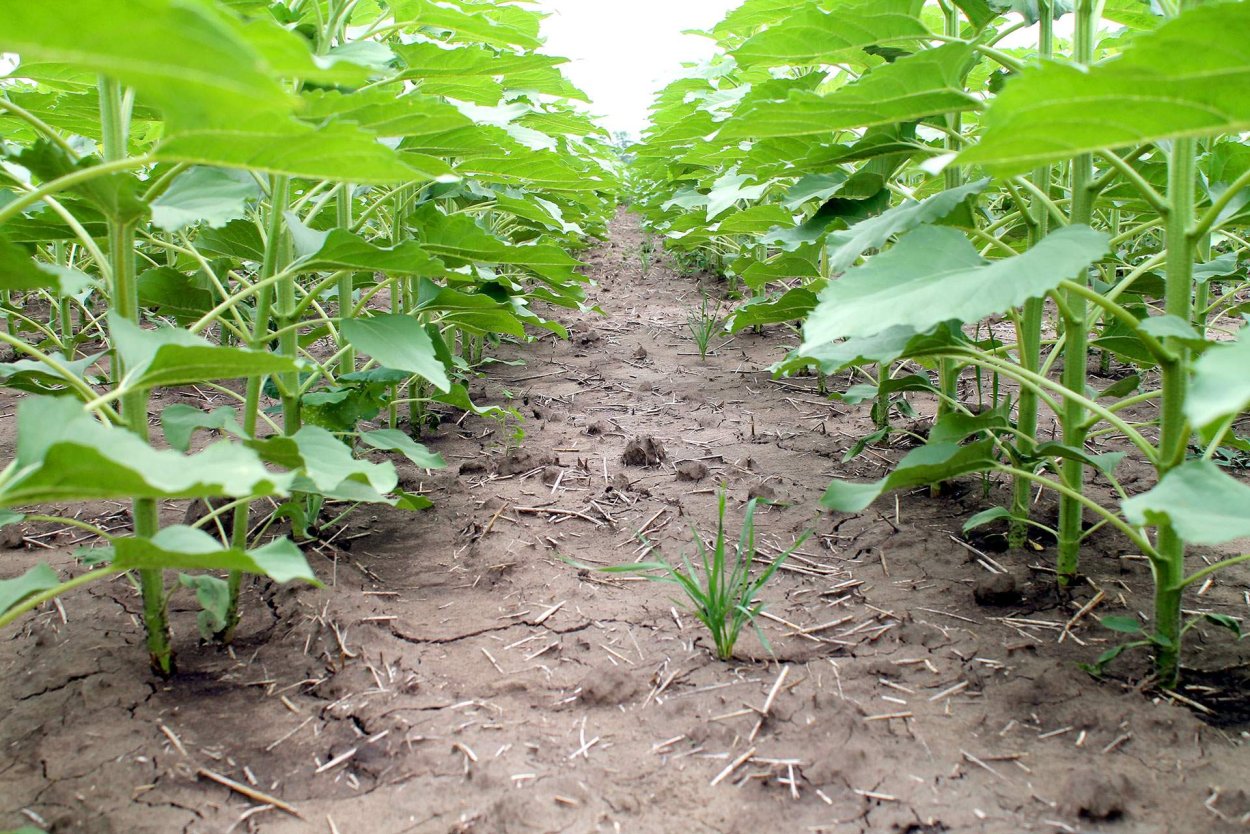 Чистые всходы подсолнечника