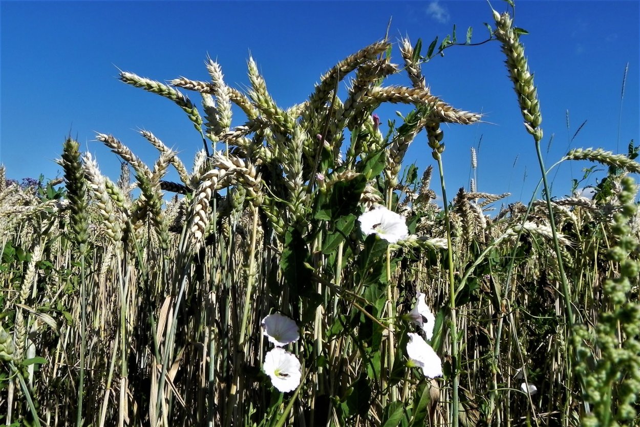 Вьюнок полевой на озимой пшенице