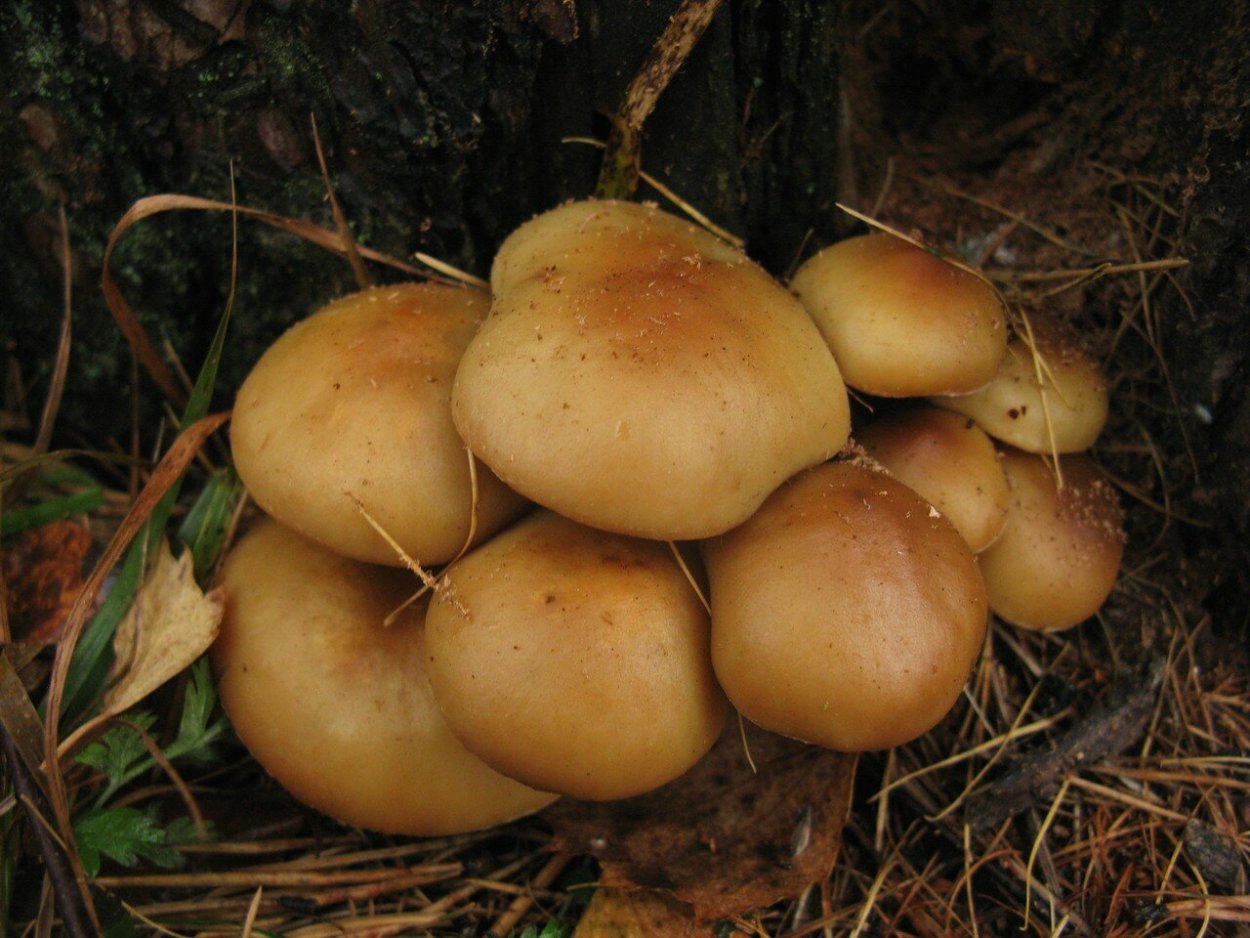 Чешуйчатка Сосновая