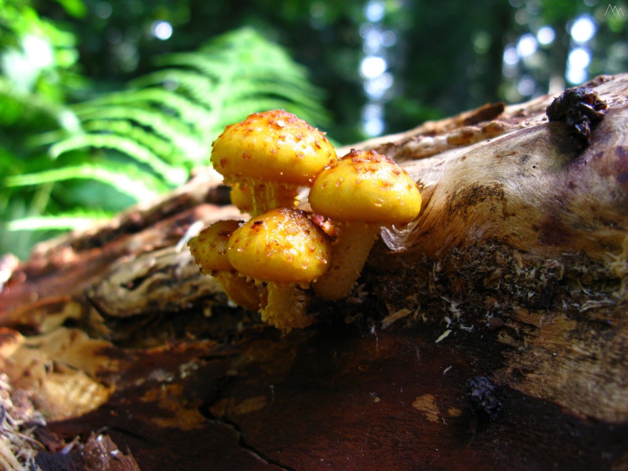 Чешуйчатка Огненная и золотистая отличия